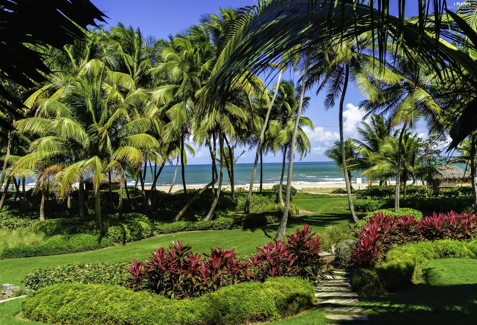 sea, Palms, Puerto Rico, Park