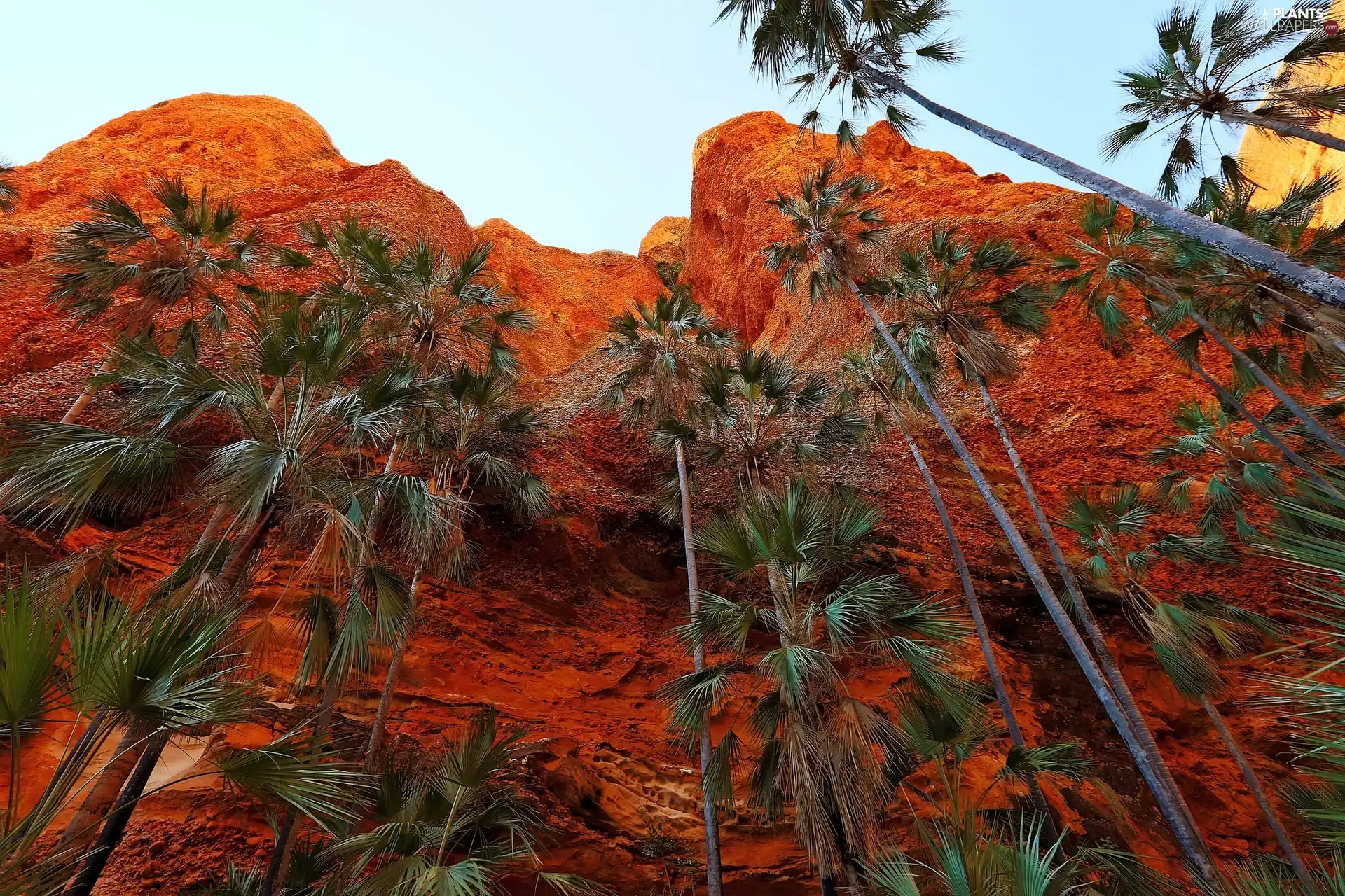 Palms, Mountains, rocks