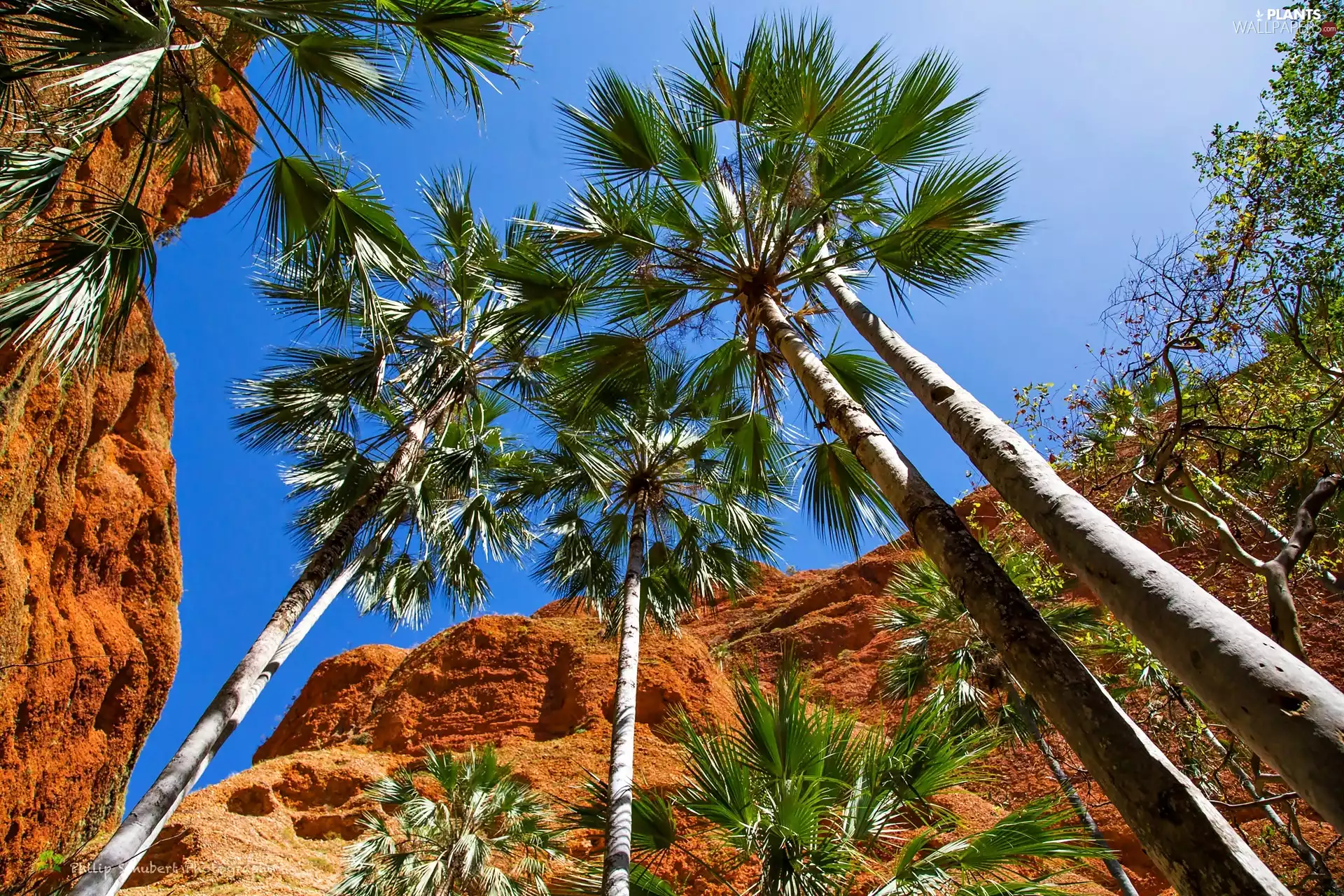 Palms, Sky, rocks