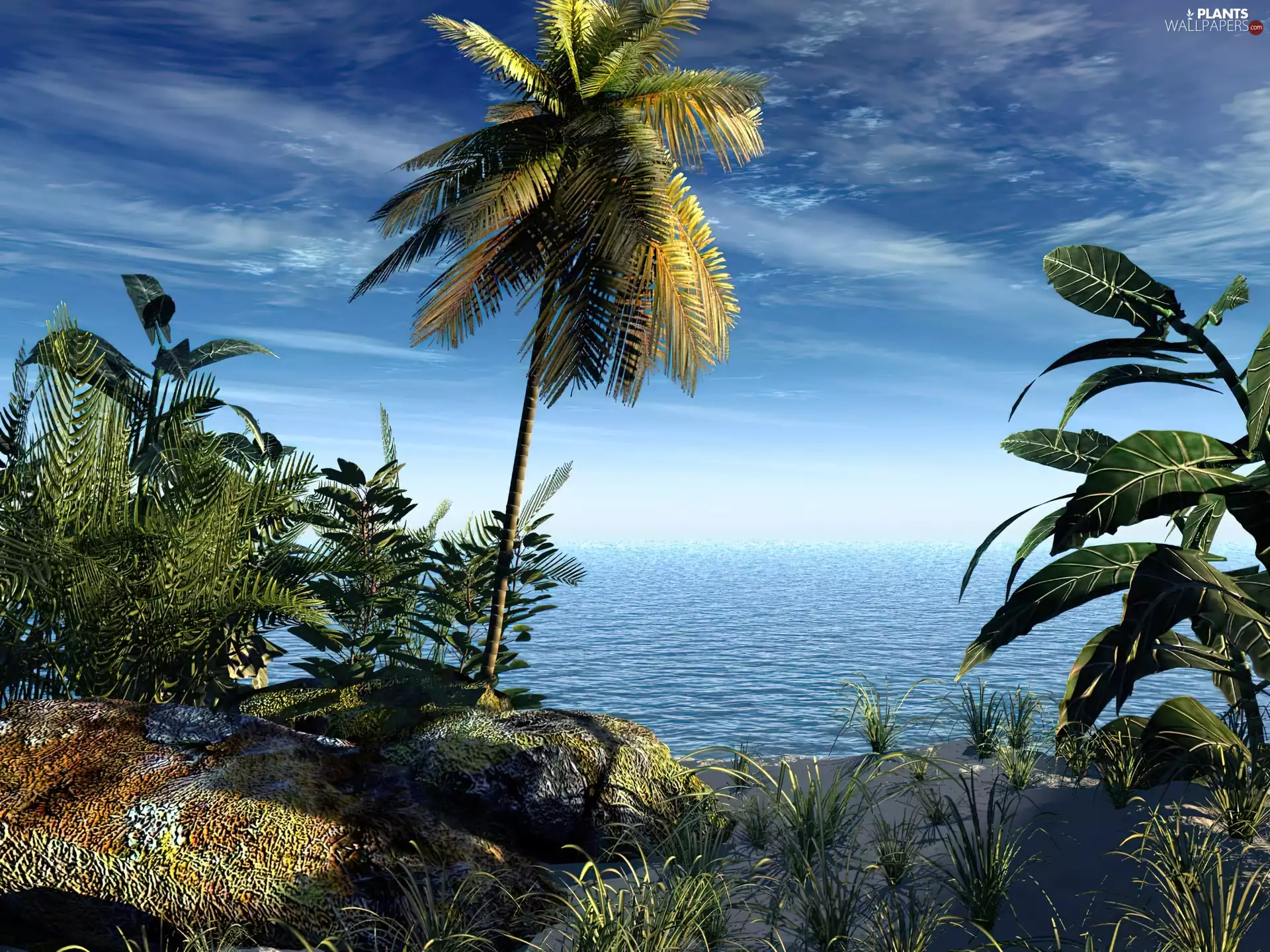 Palms, sea