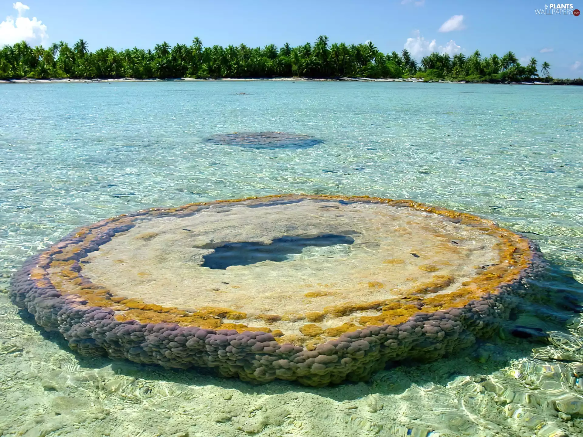 sea, small, Atoll, Palms