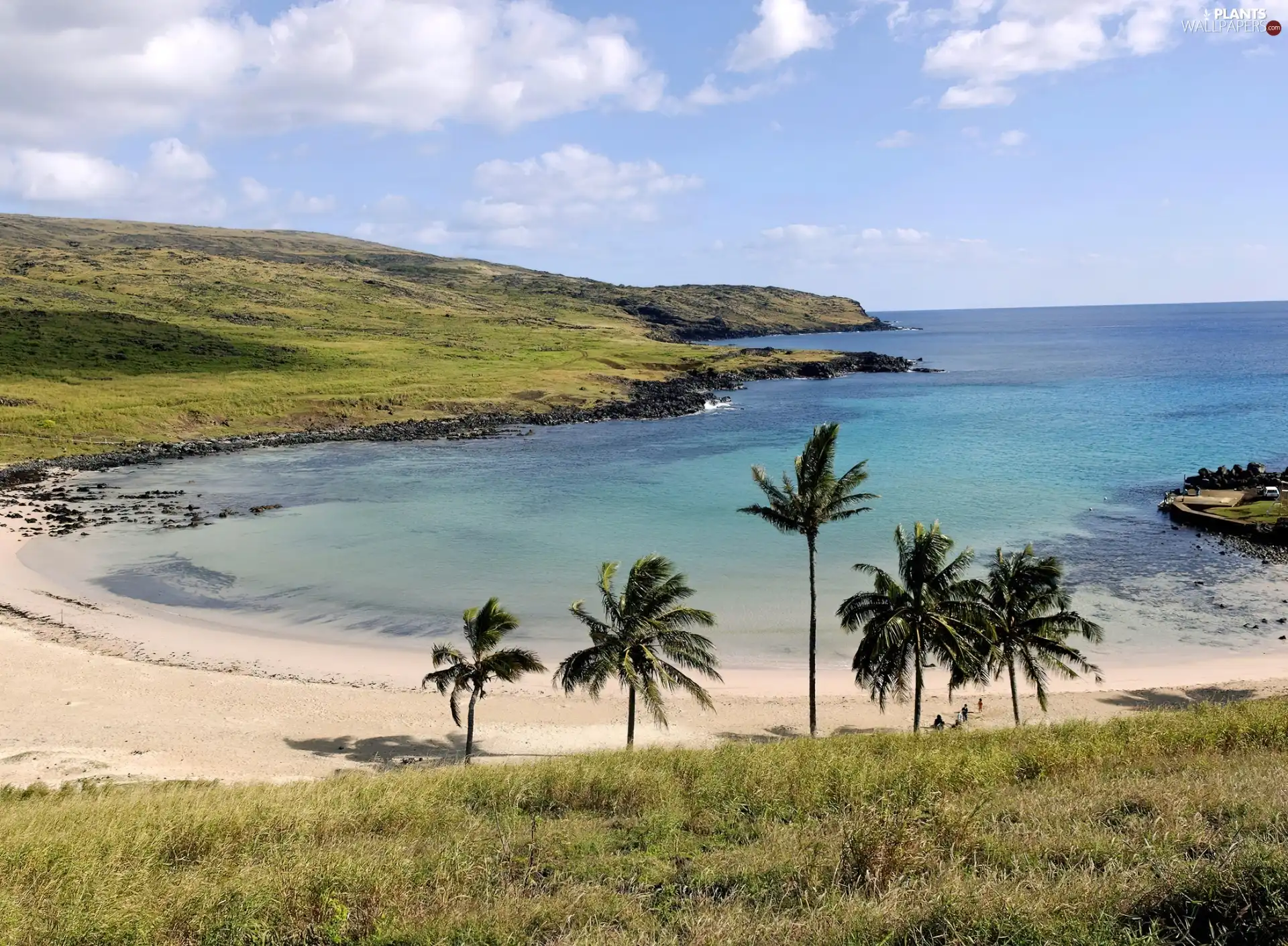 sea, Beaches, Palms, Island