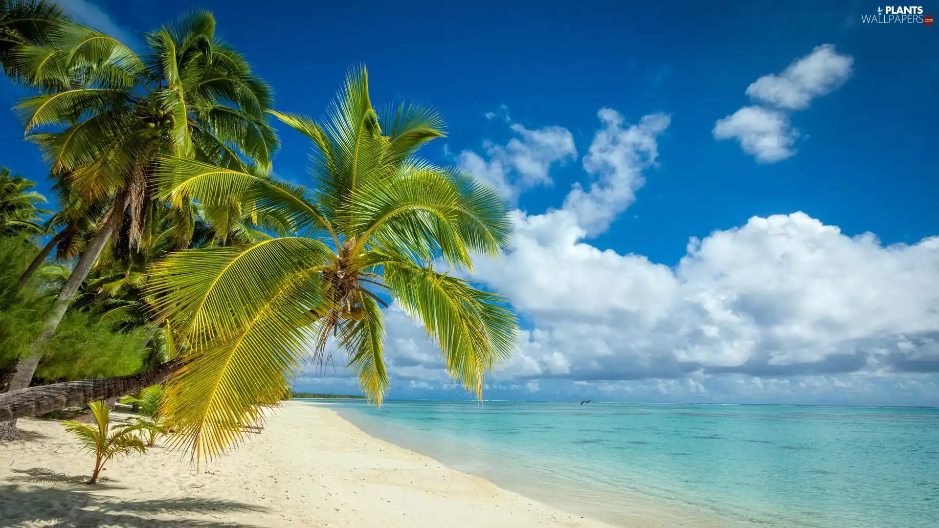 sea, Beaches, clouds, Palms