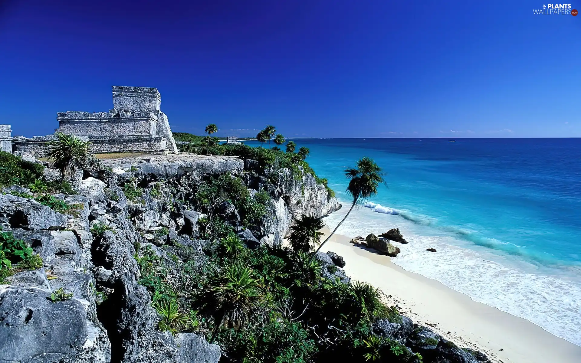 sea, Coast, Palms, scarp