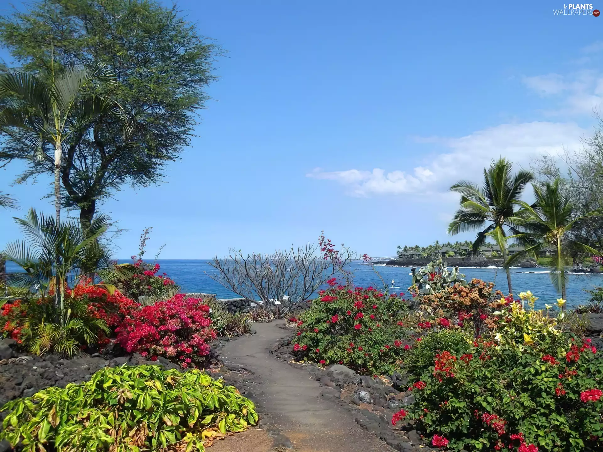 Palms, Garden, sea