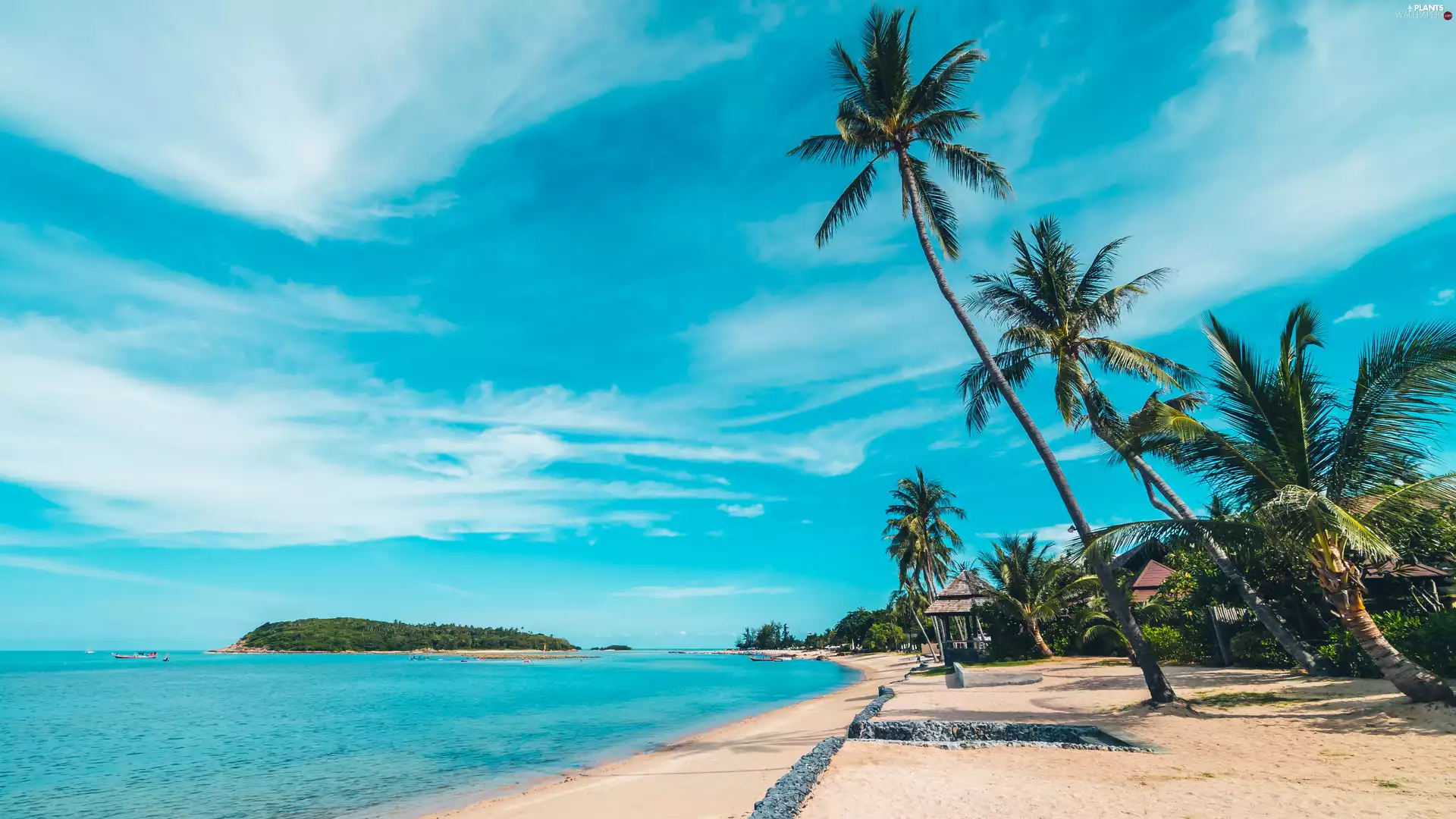 sea, Beaches, Houses, Palms