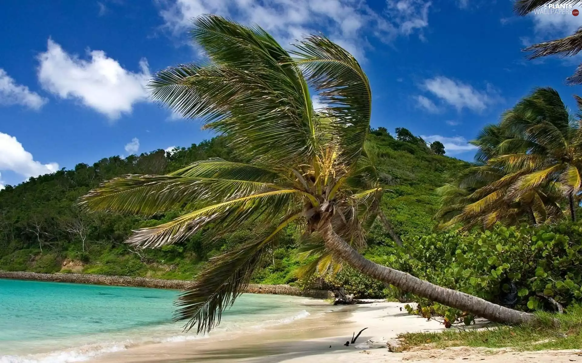 Palms, mountains, sea
