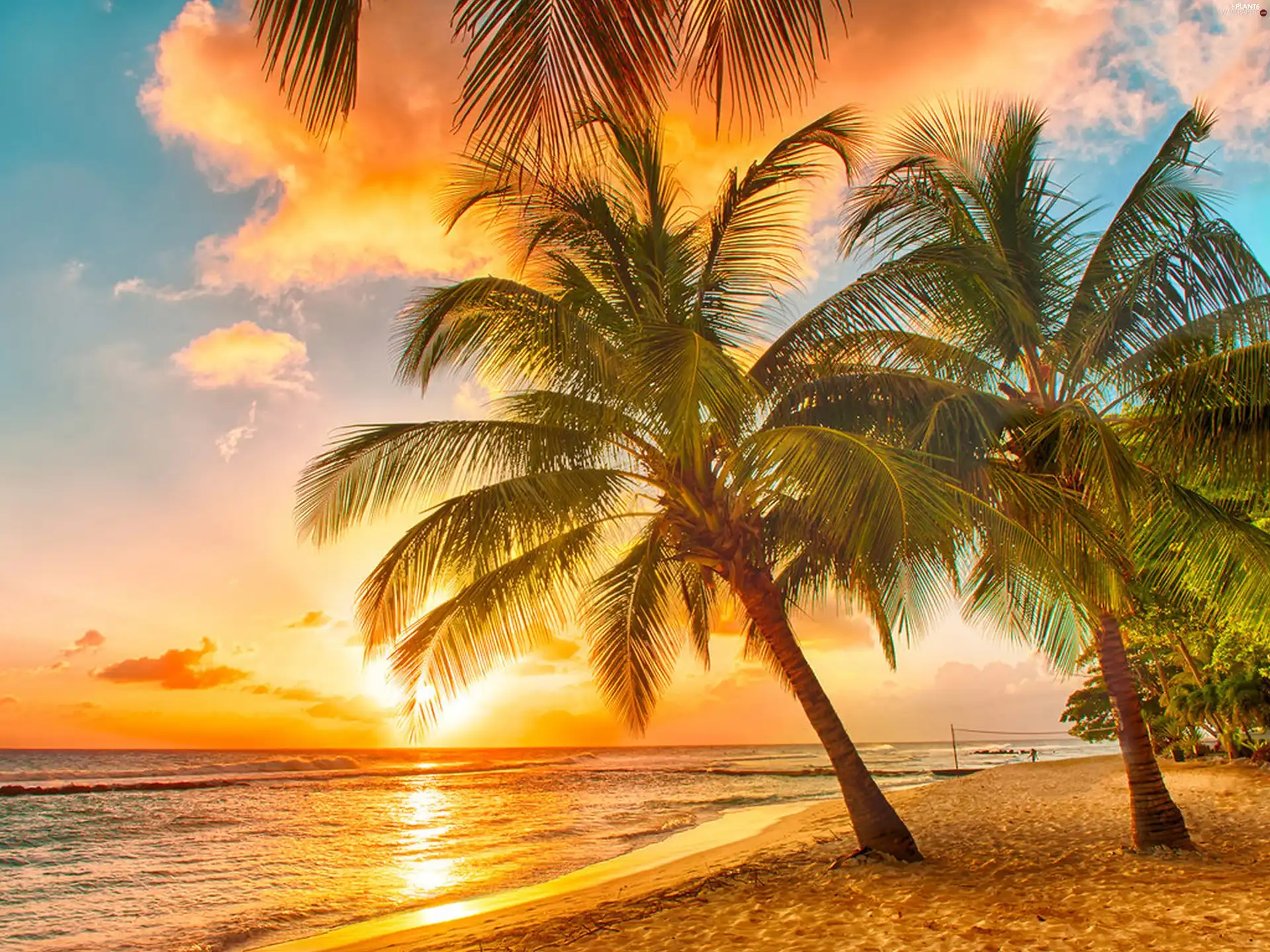 sea, sun, Palms, west