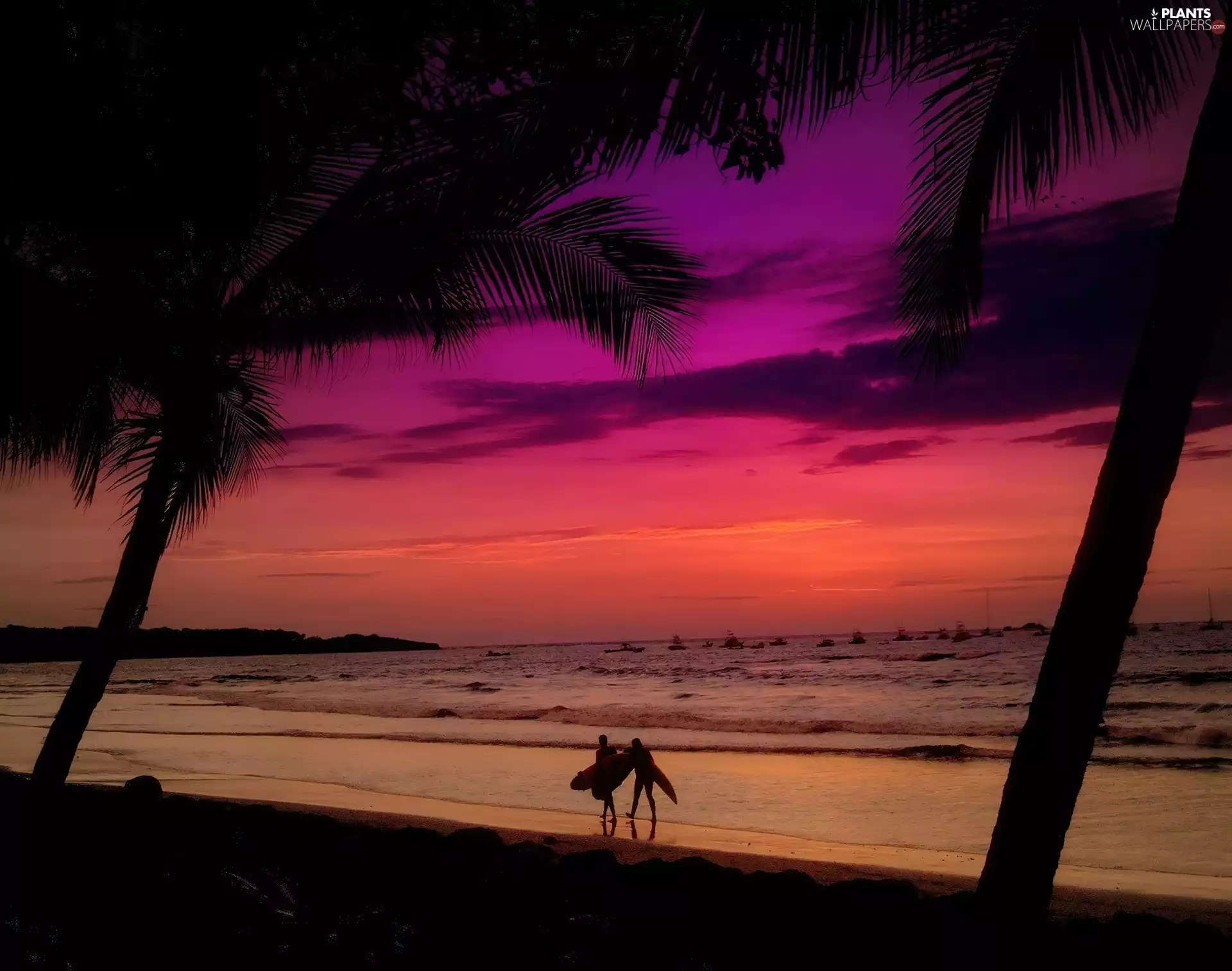 sea, west, sun, Palms