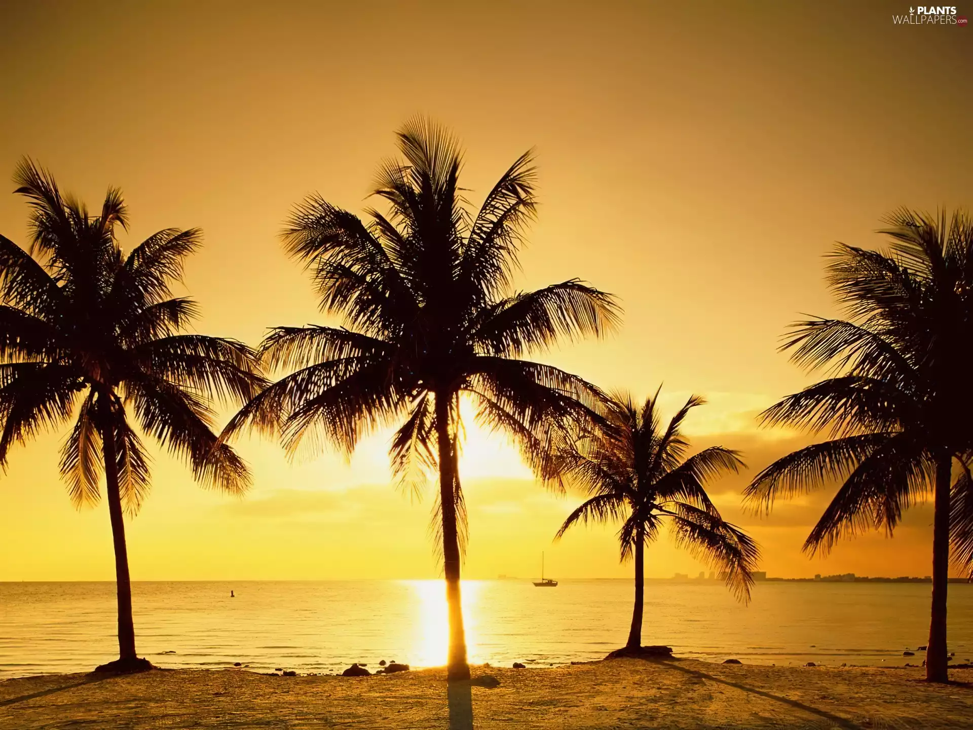 sea, Great Sunsets, Palms