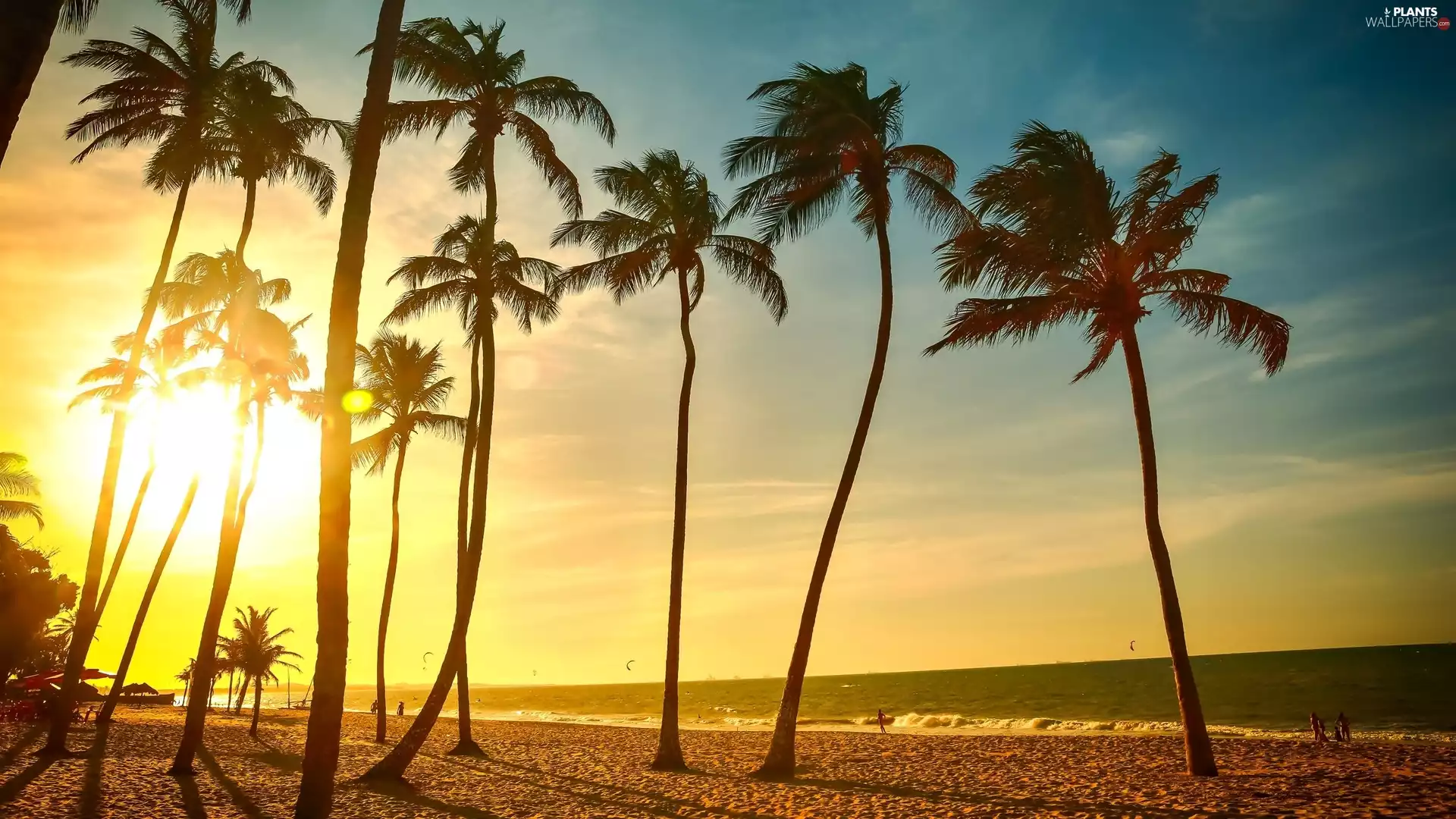 sun, Beaches, Tropical, Palms