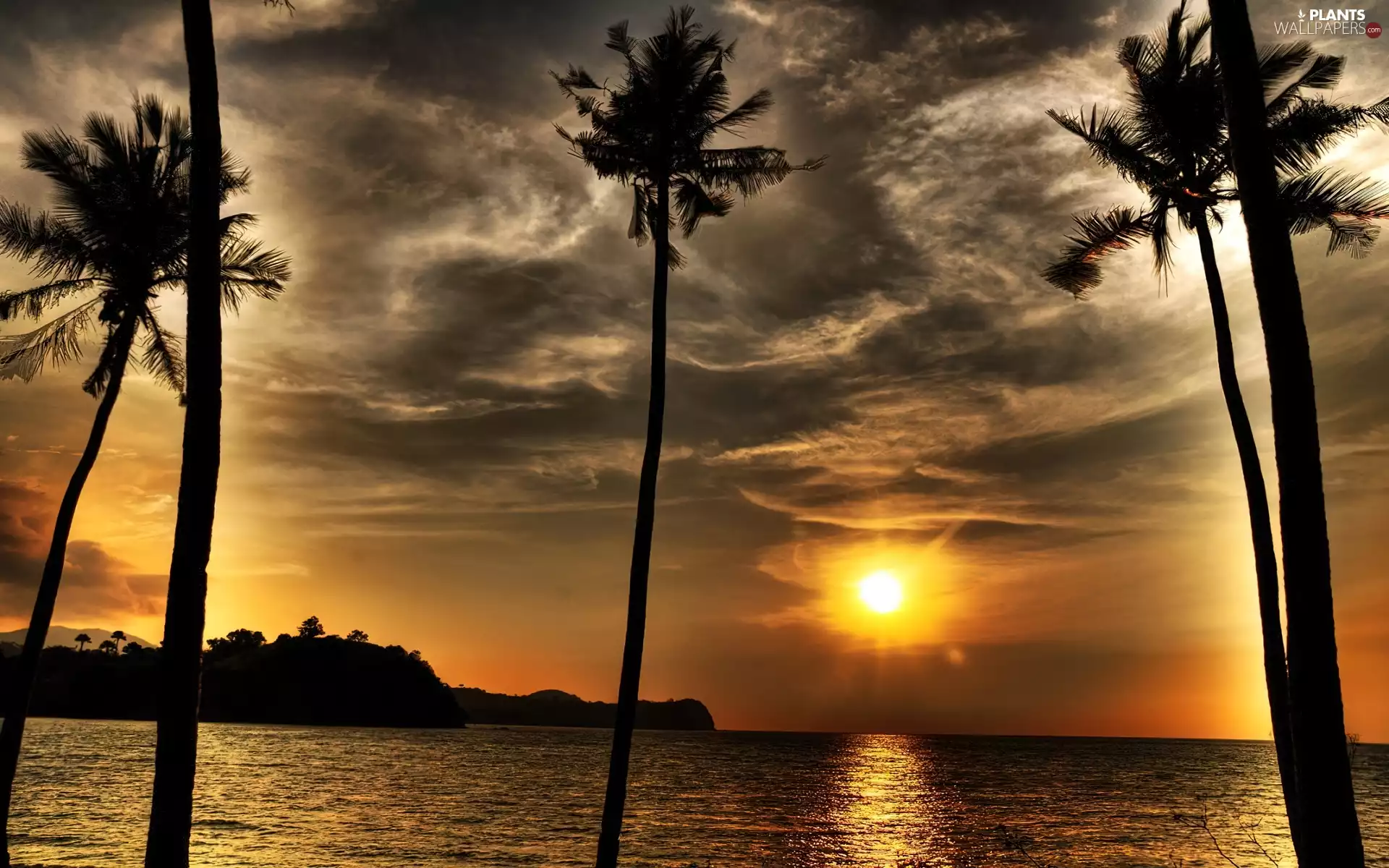sea, Palms, sun, clouds, west