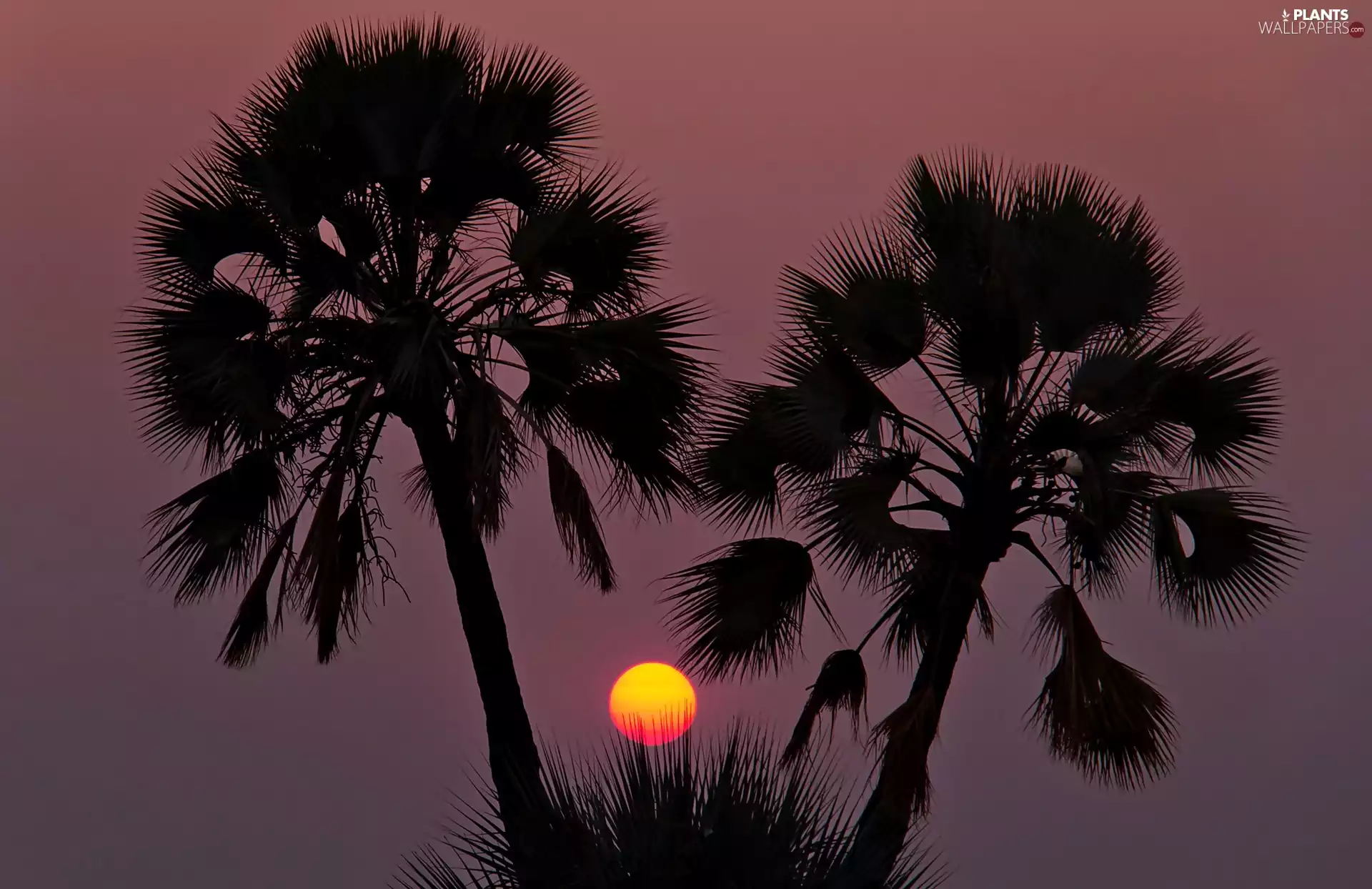 Palms, Sunset