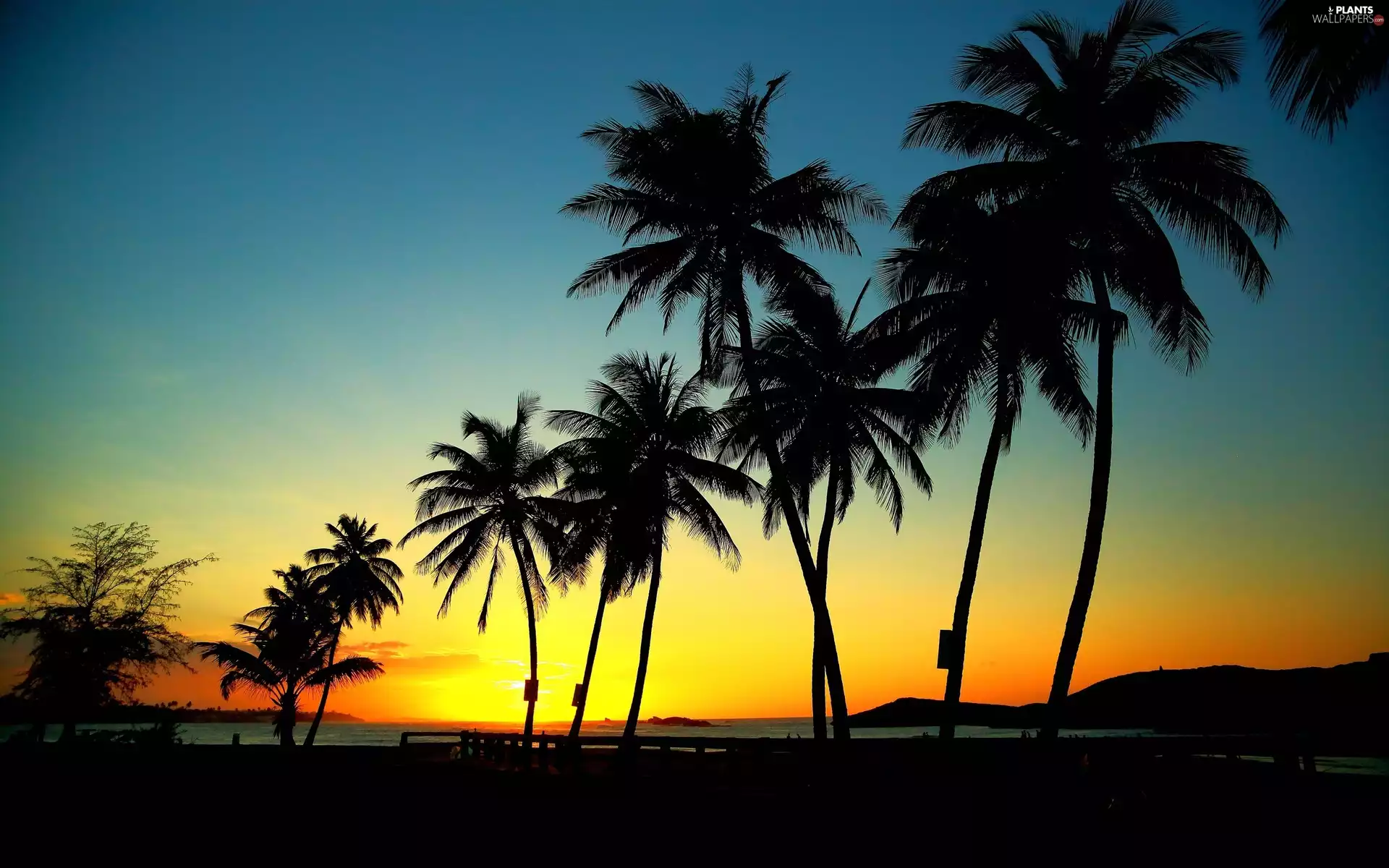 Palms, Great Sunsets