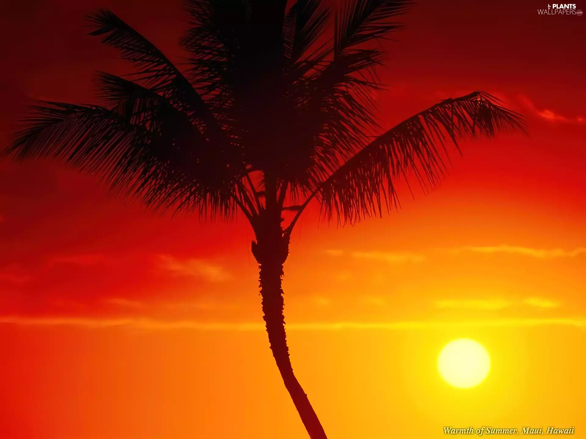 Palms, Great Sunsets