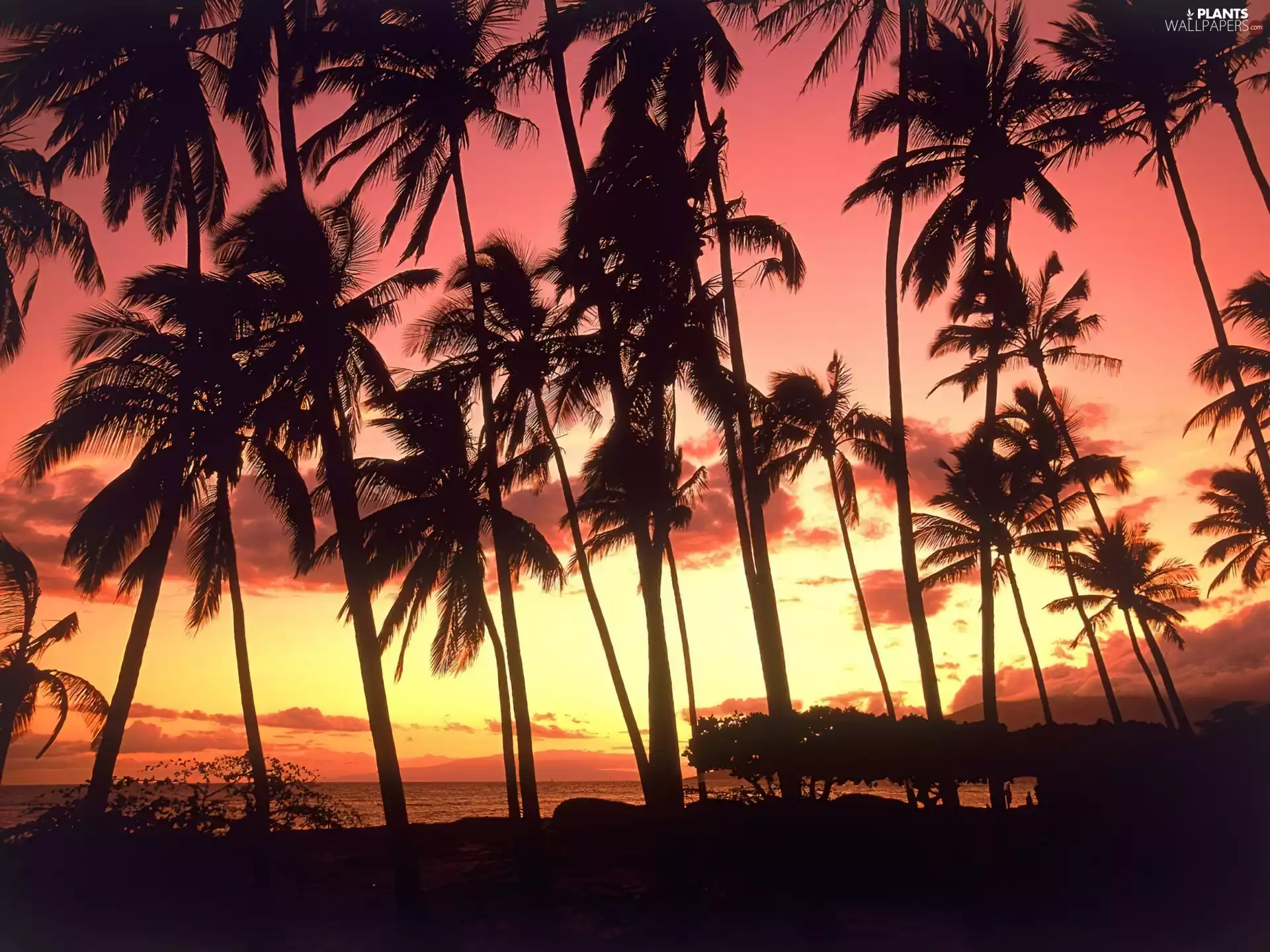 Palms, Great Sunsets