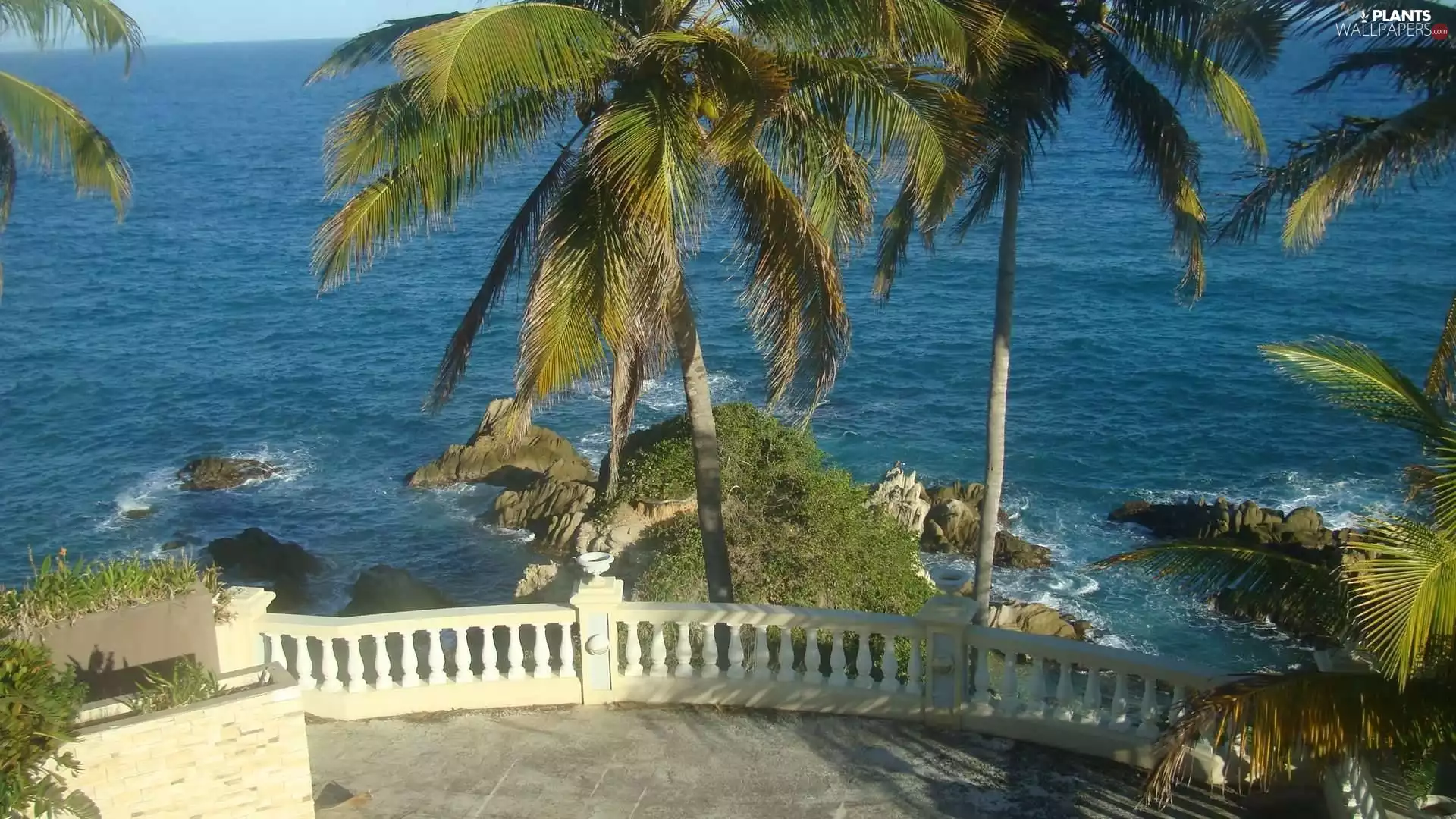 Palms, sea, terrace