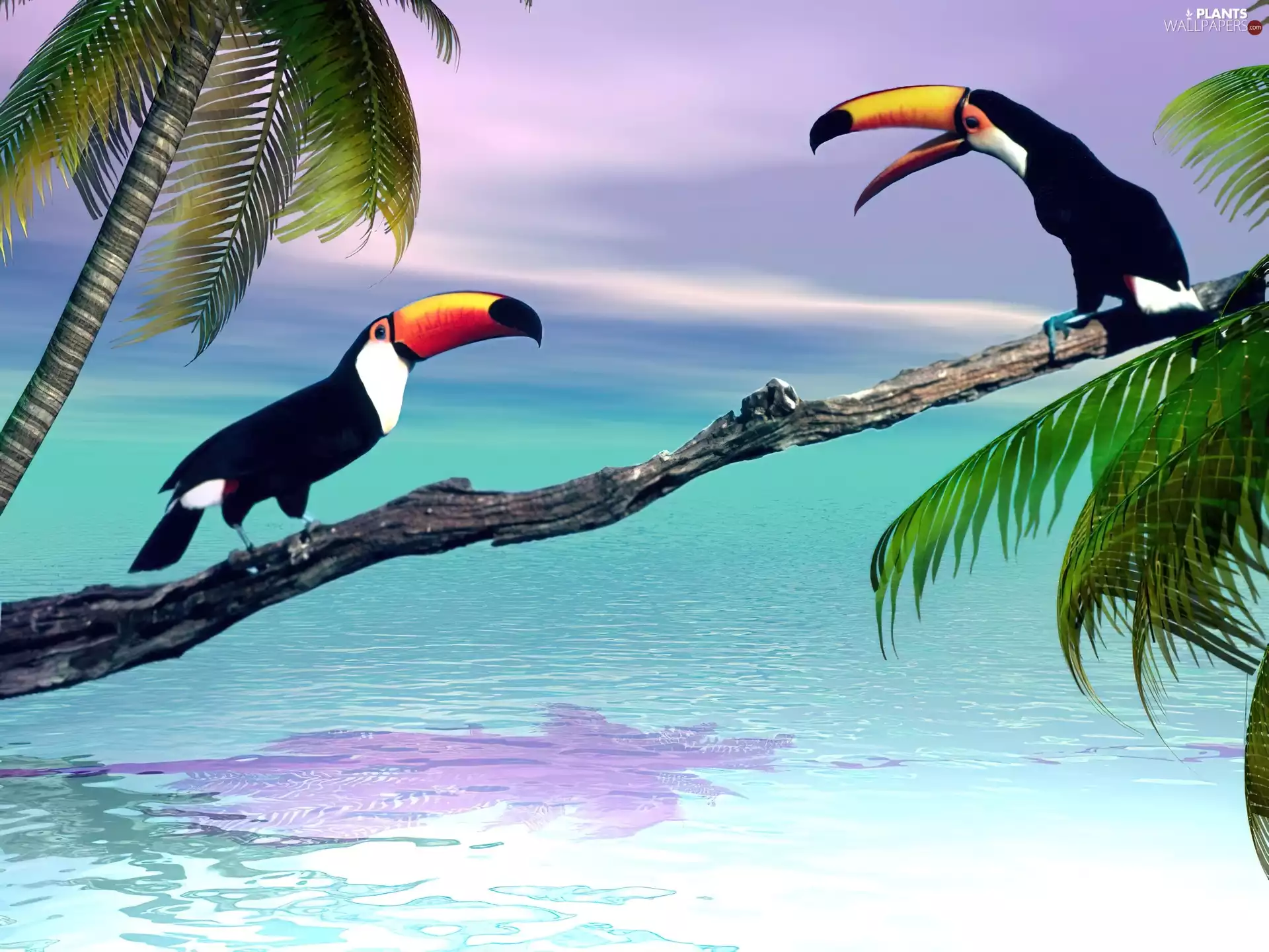 Palms, sea, Toucan