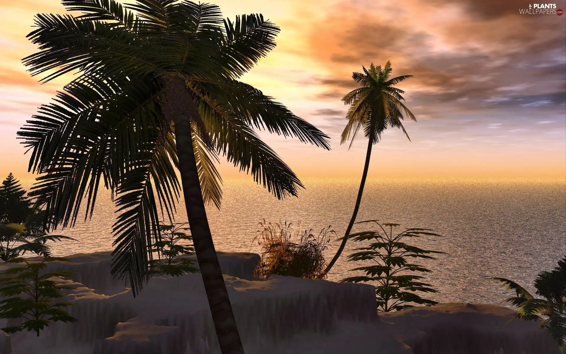 Palms, tropic, sun, Ocean, west