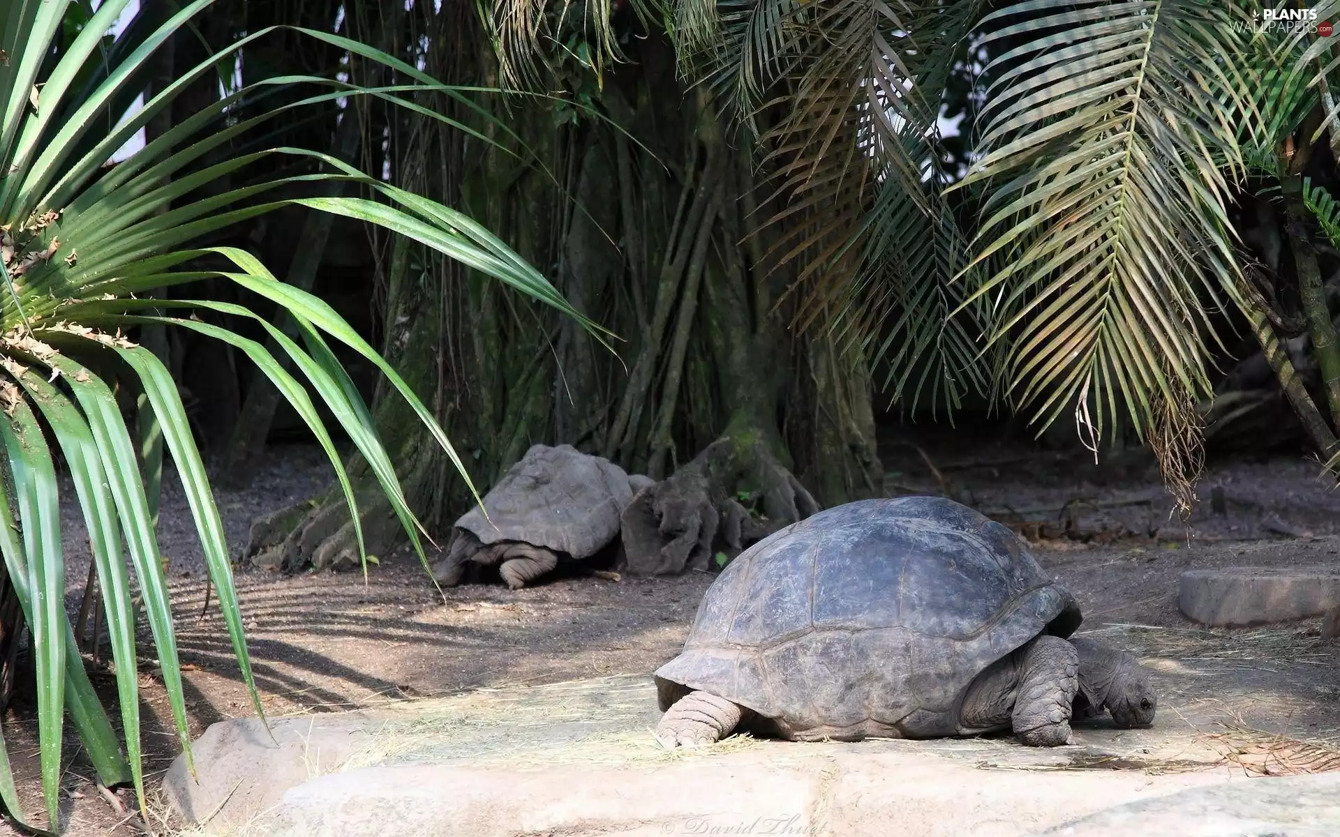 Turtles, crust, trunk, Palms