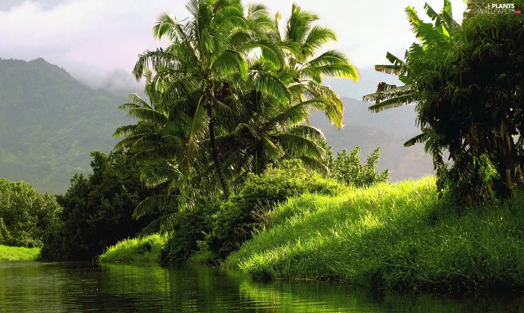 Palms, River, VEGETATION