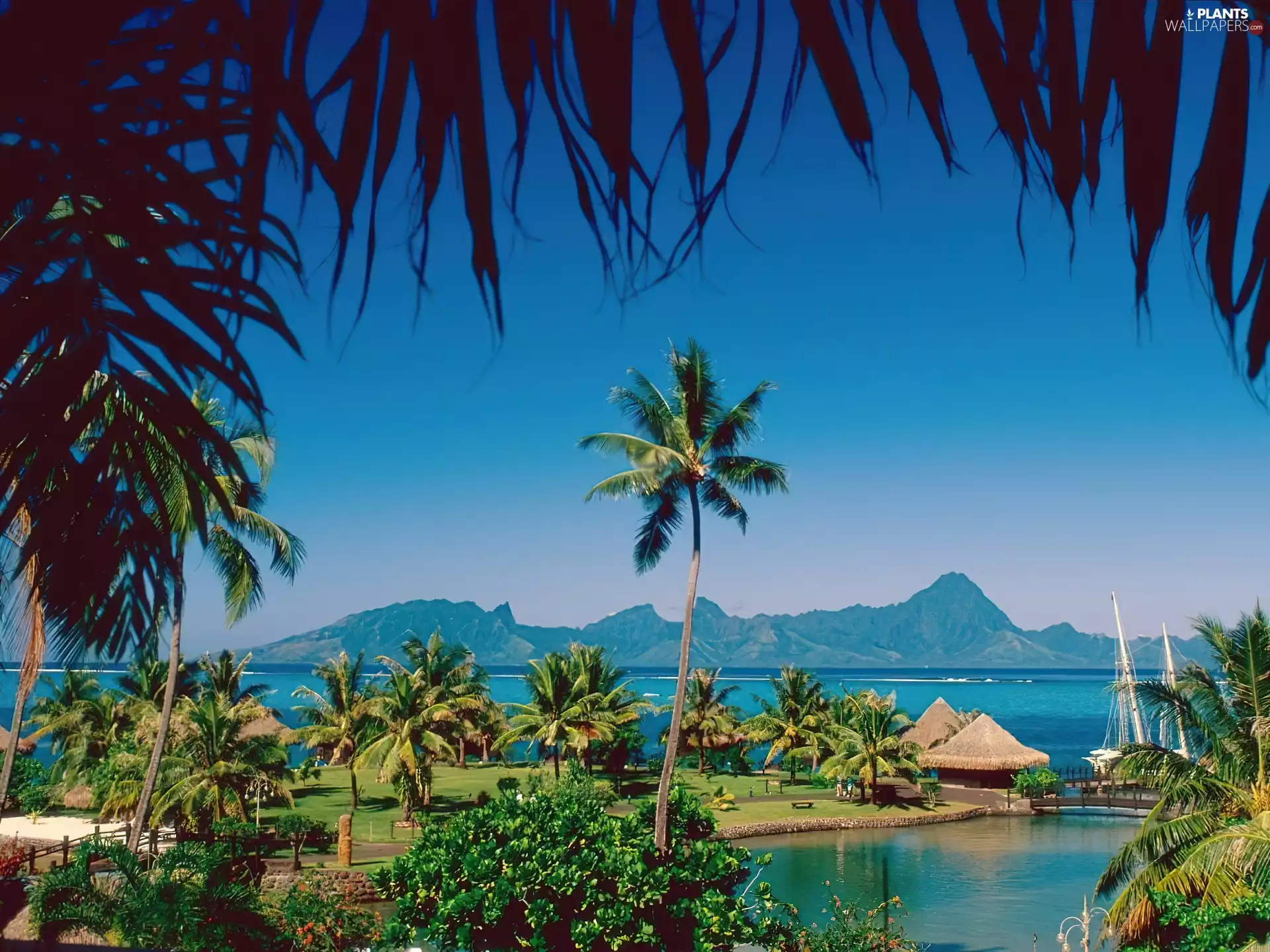 water, Sky, Houses, Palms