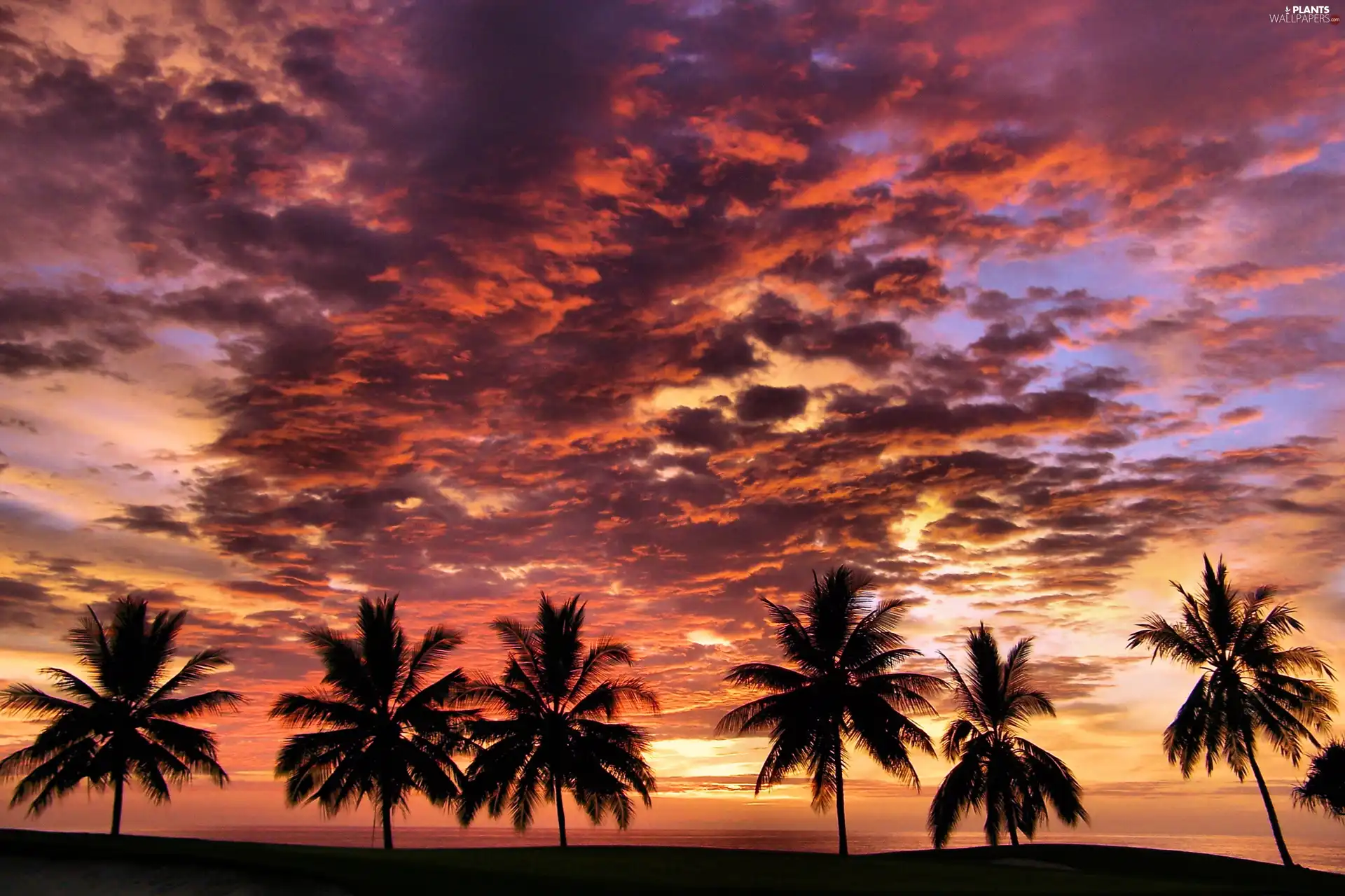 west, clouds, Palms, sun