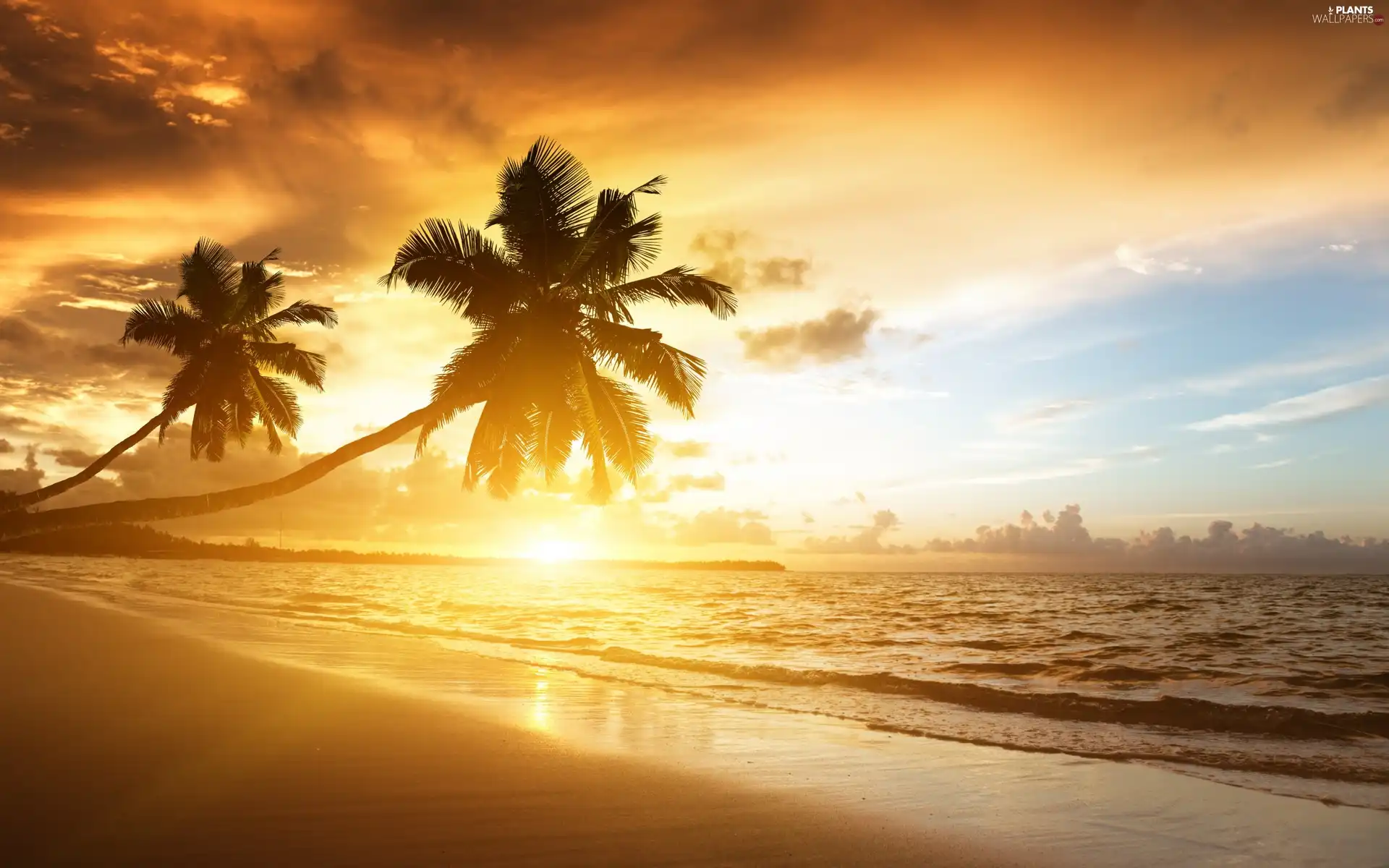 west, sea, Palms, sun