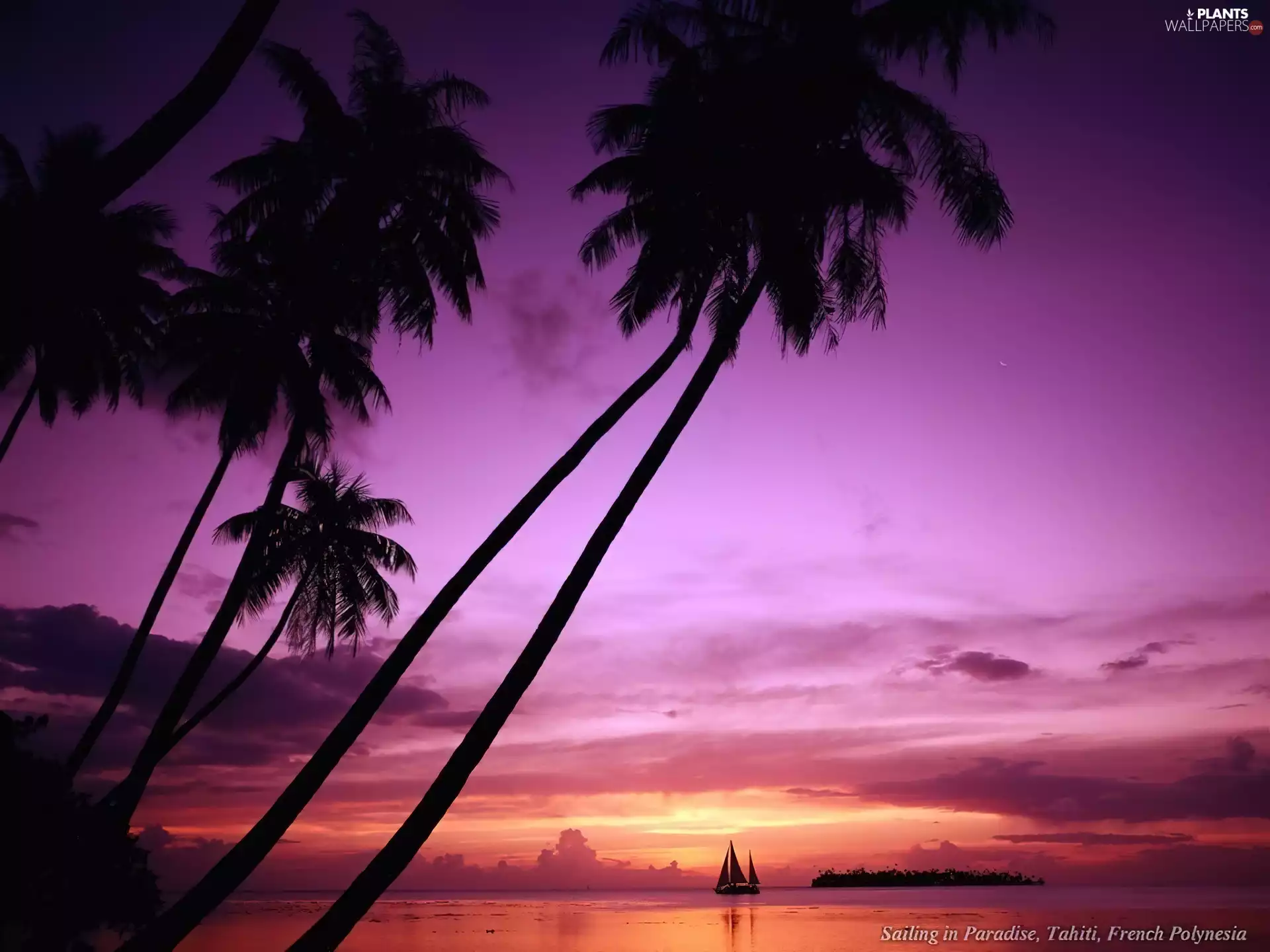 Yacht, Great Sunsets, Palms