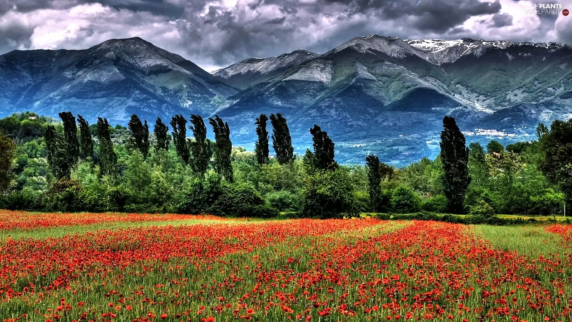 trees, Mountains, Meadow, papavers, viewes, clouds