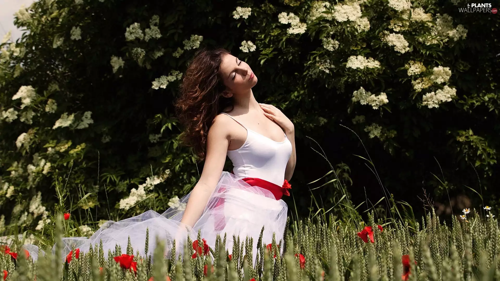 papavers, brunette, corn