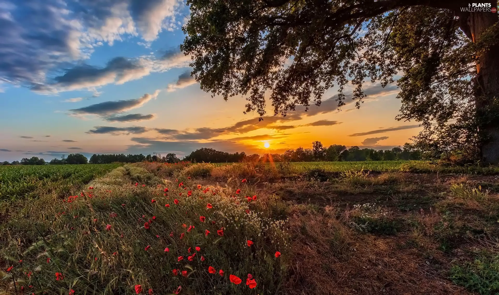 trees, Great Sunsets, papavers, grass, field