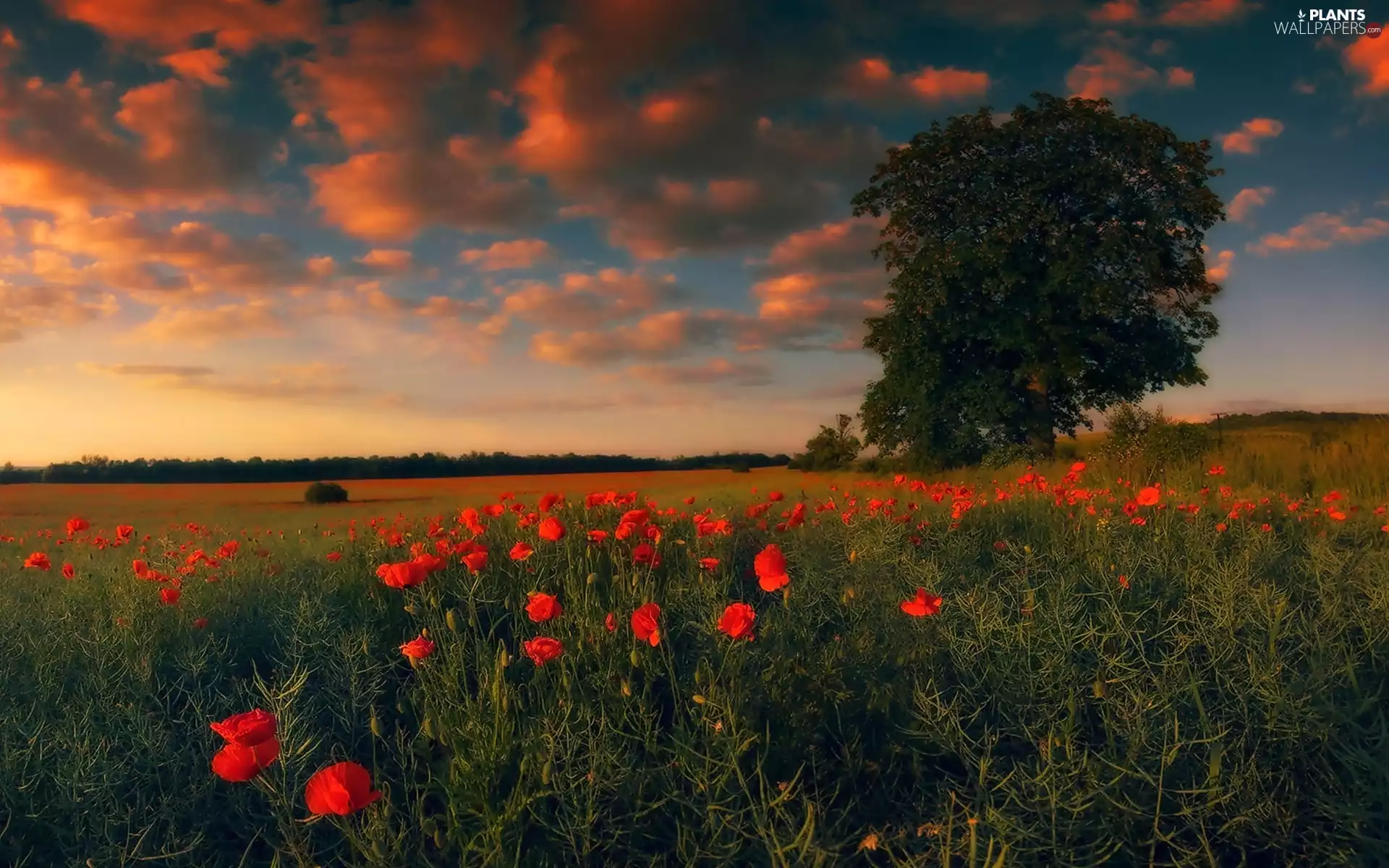 Meadow, trees, forest, papavers
