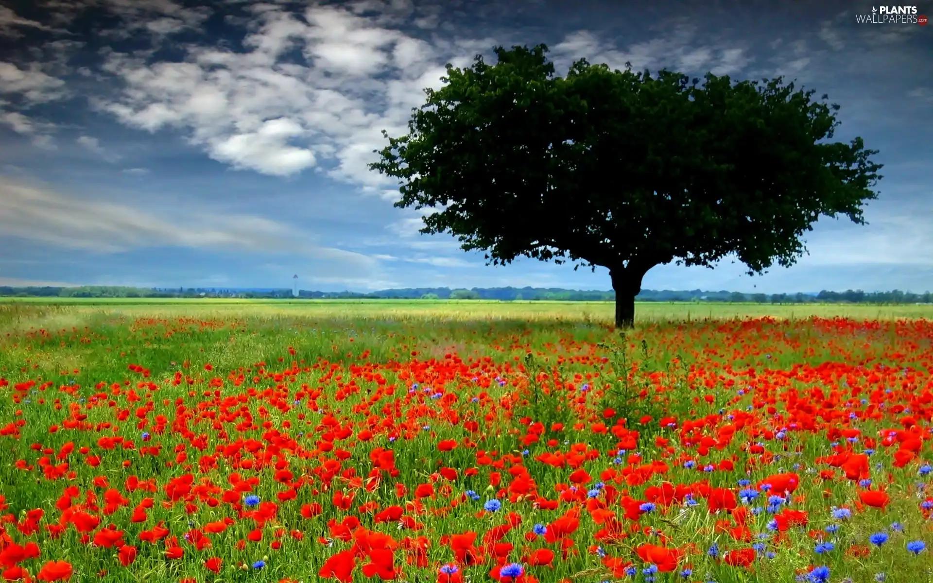 papavers, Meadow, trees