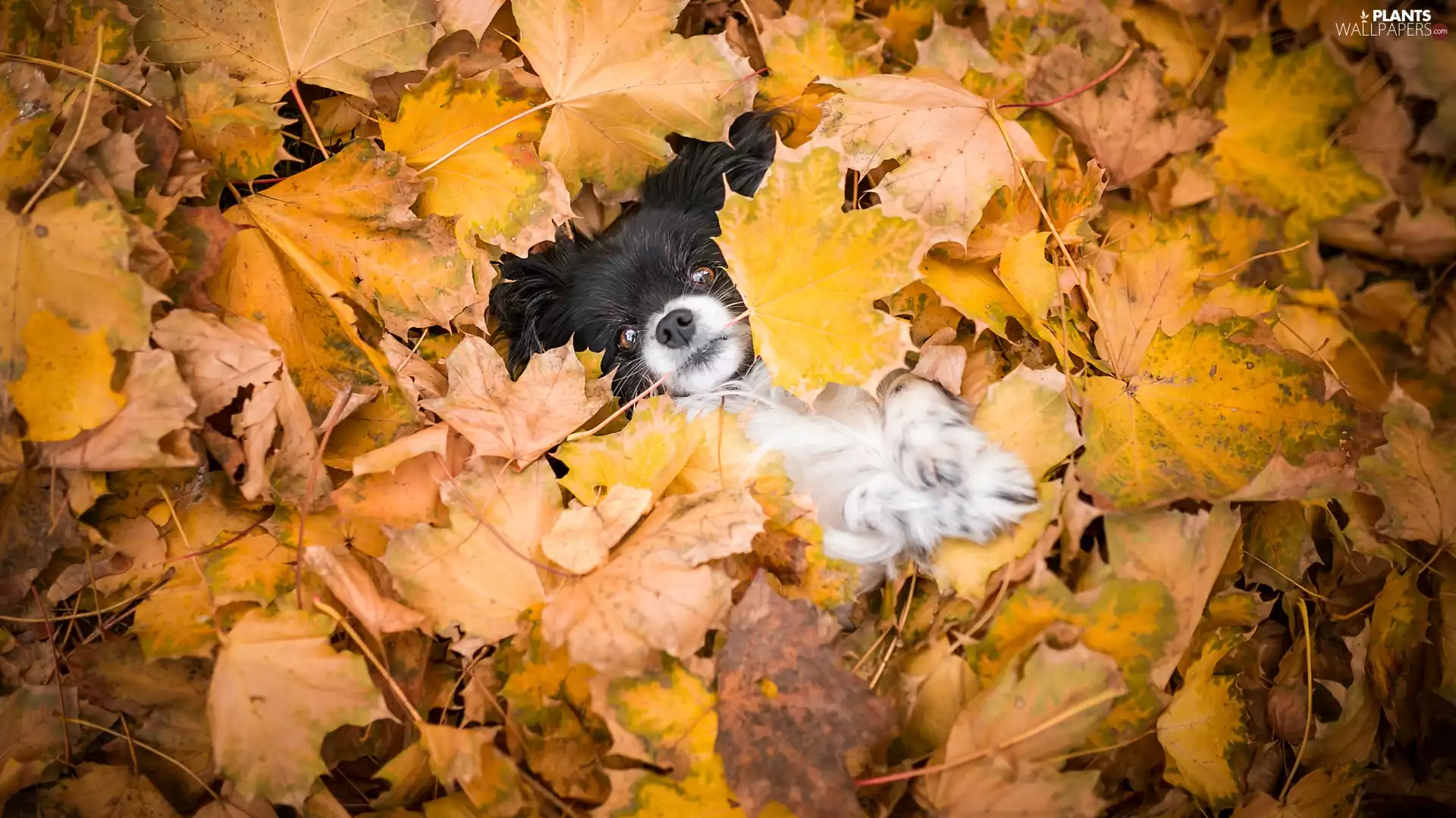 dog, muzzle, Leaf, Miniature Continental Toy Spaniel Papillon