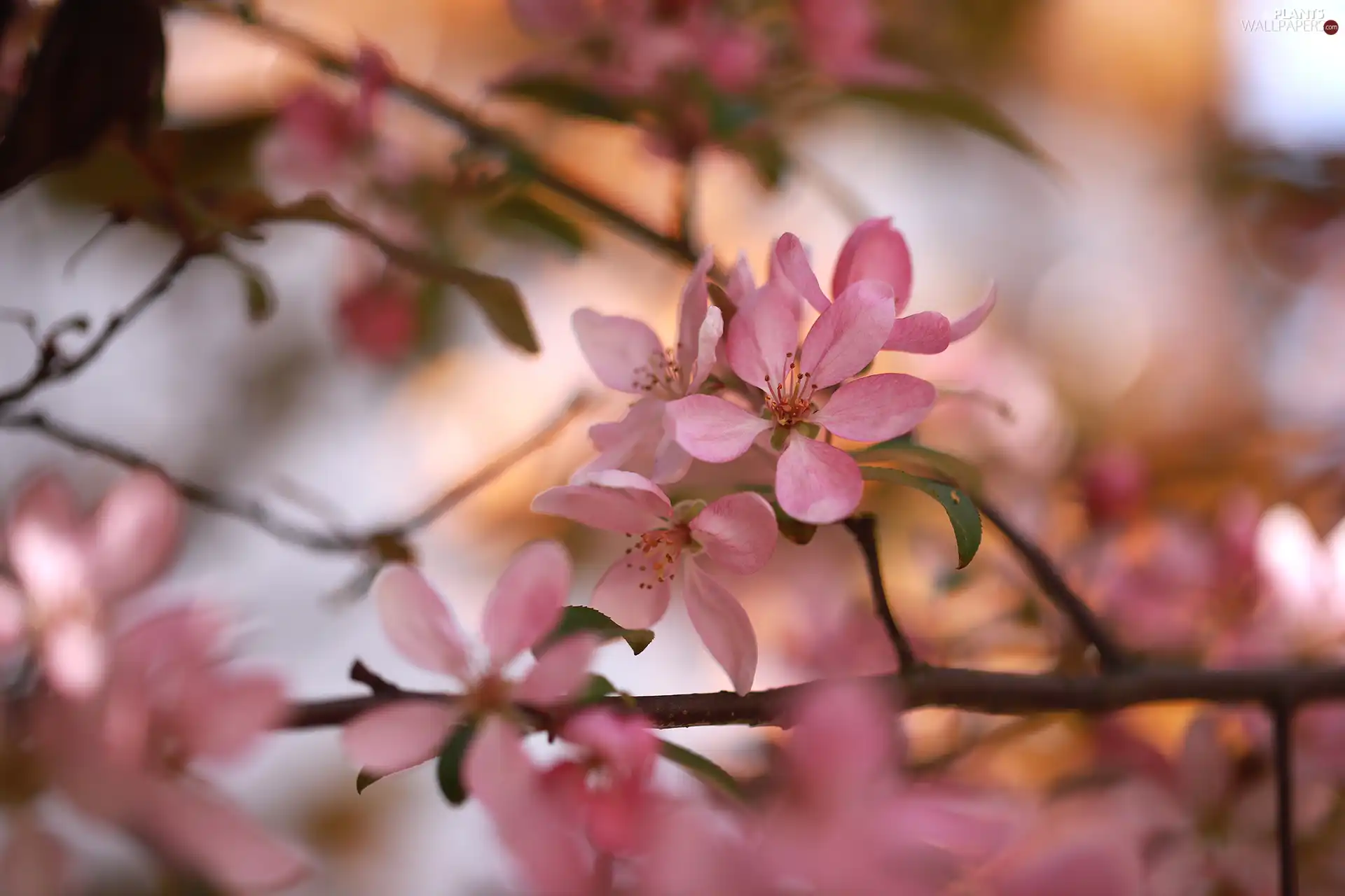 Pink, Fruit Tree, Paradise Apple tree, Flowers