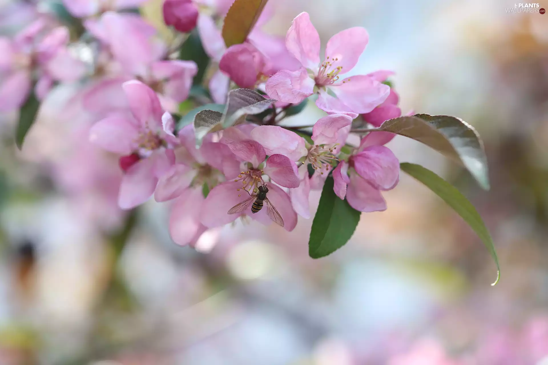 Paradise Apple tree, Pink, Insect, Marmalade Hoverfly, Fruit Tree, Flowers