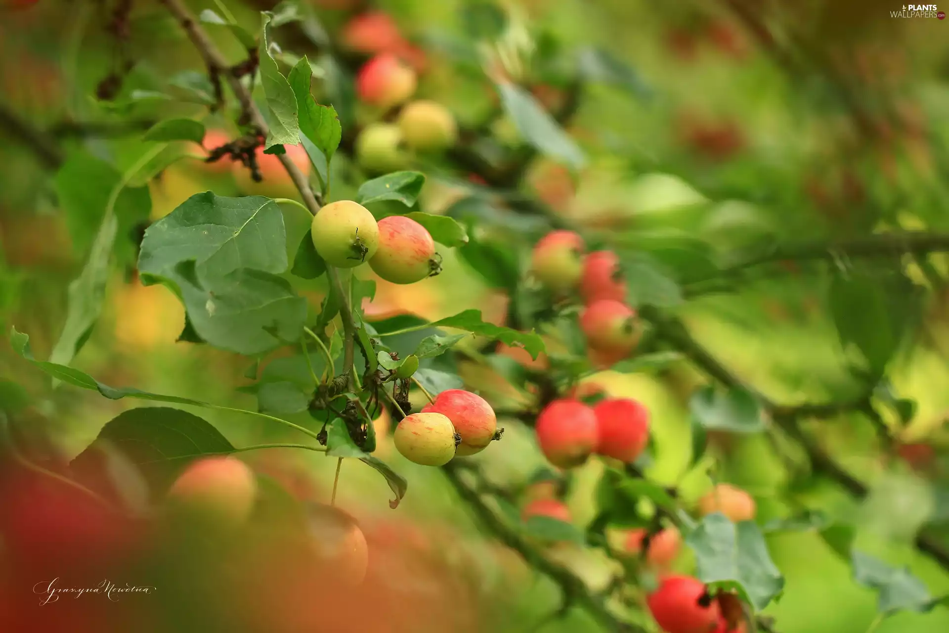 trees, apples, Fruits, Paradise