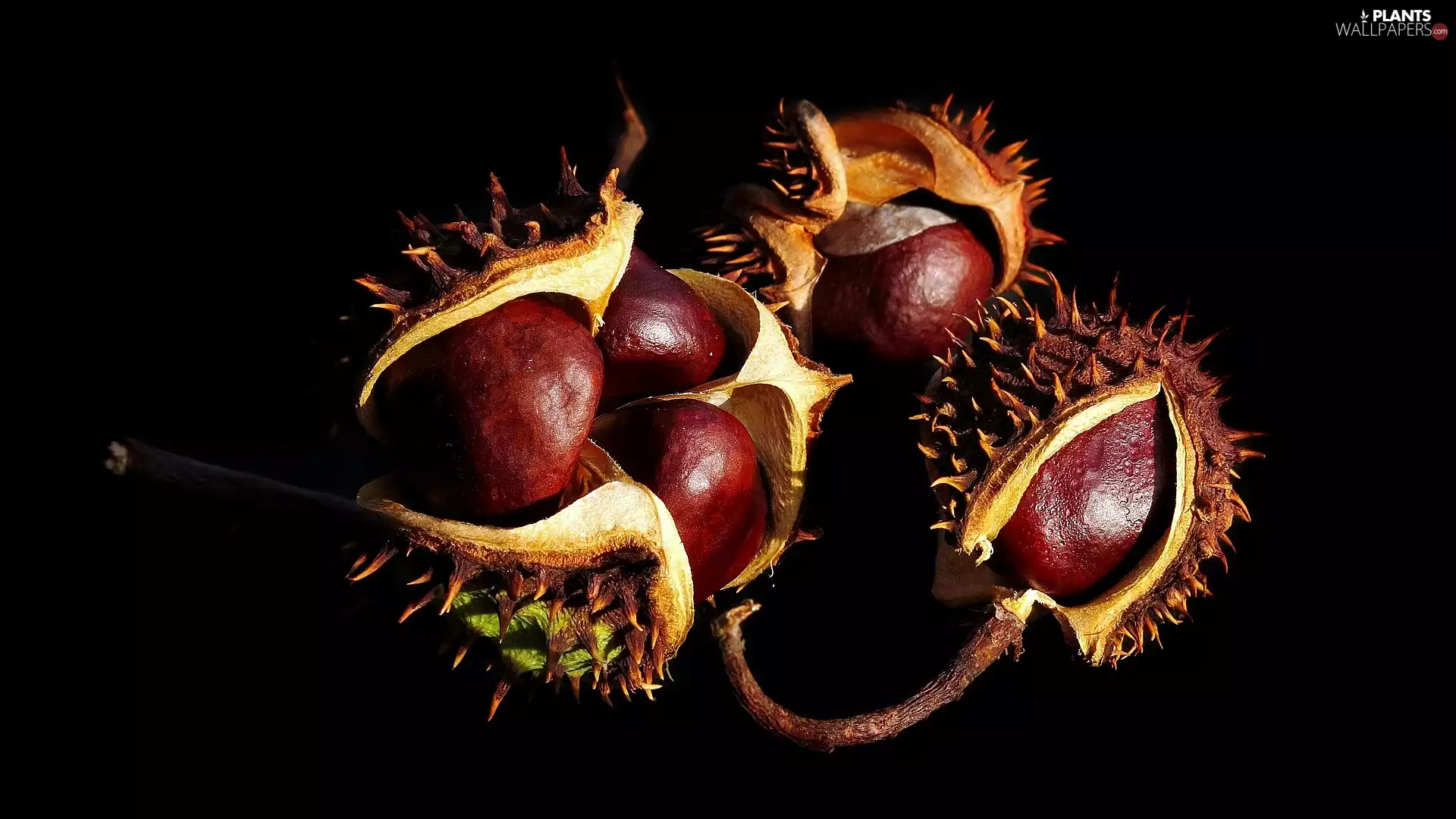 Dark Background, chestnuts, parings
