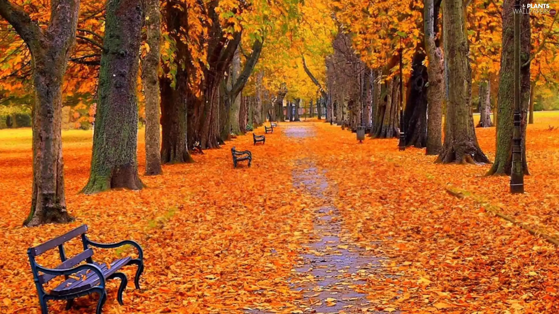 autumn, alley, bench, Park