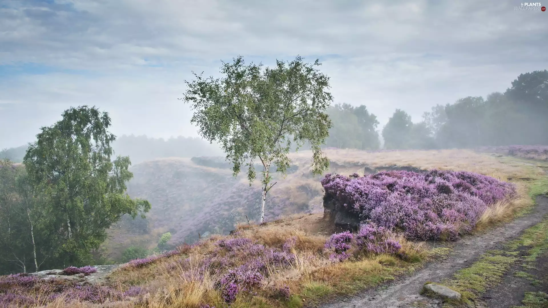 trees, forest, viewes, Peak District National Park, England, birch, autumn, dawn, heath, Stanton Moor, Fog, Way