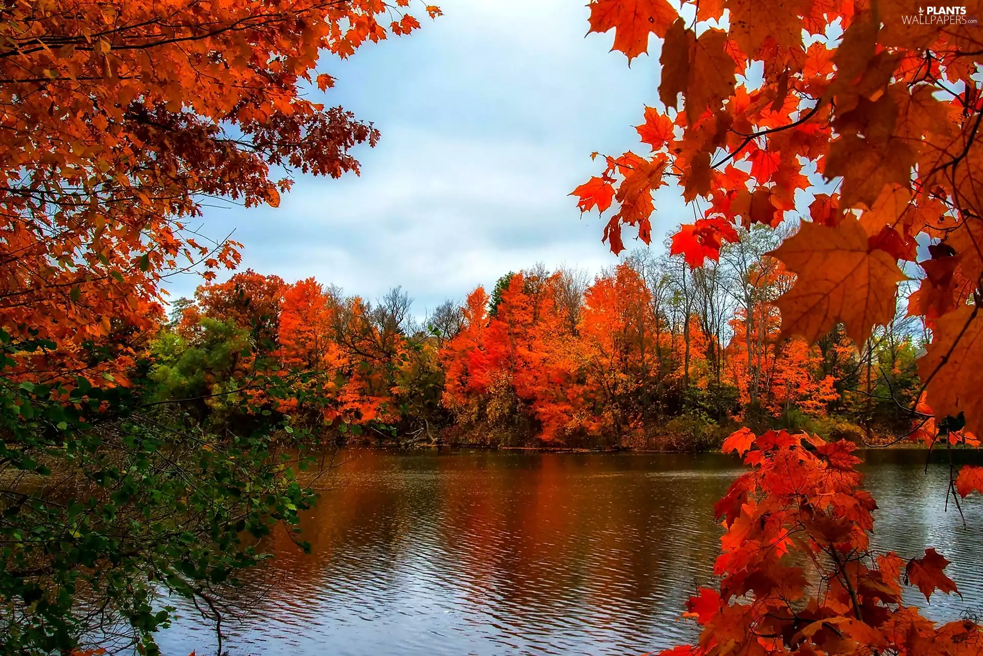 autumn, lake, maple, Park