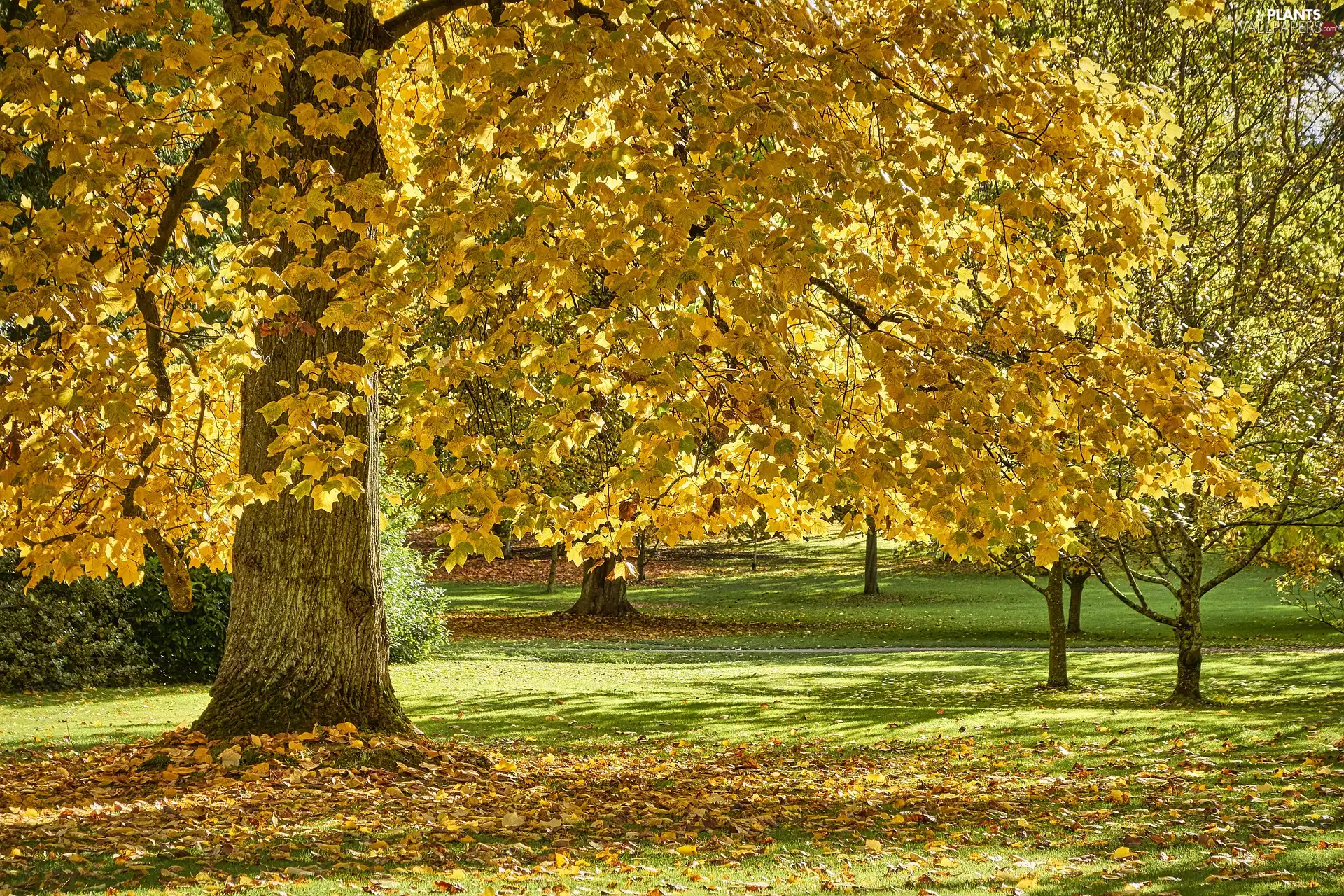 autumn, trees, maple, Park