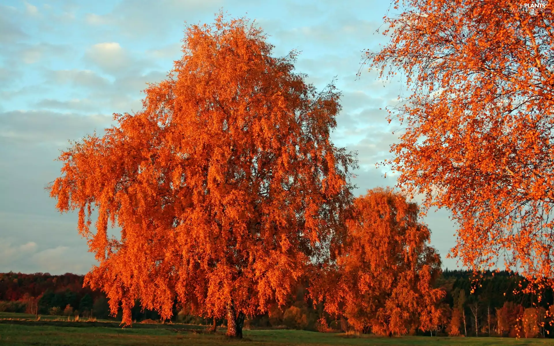 autumn, trees, viewes, Park