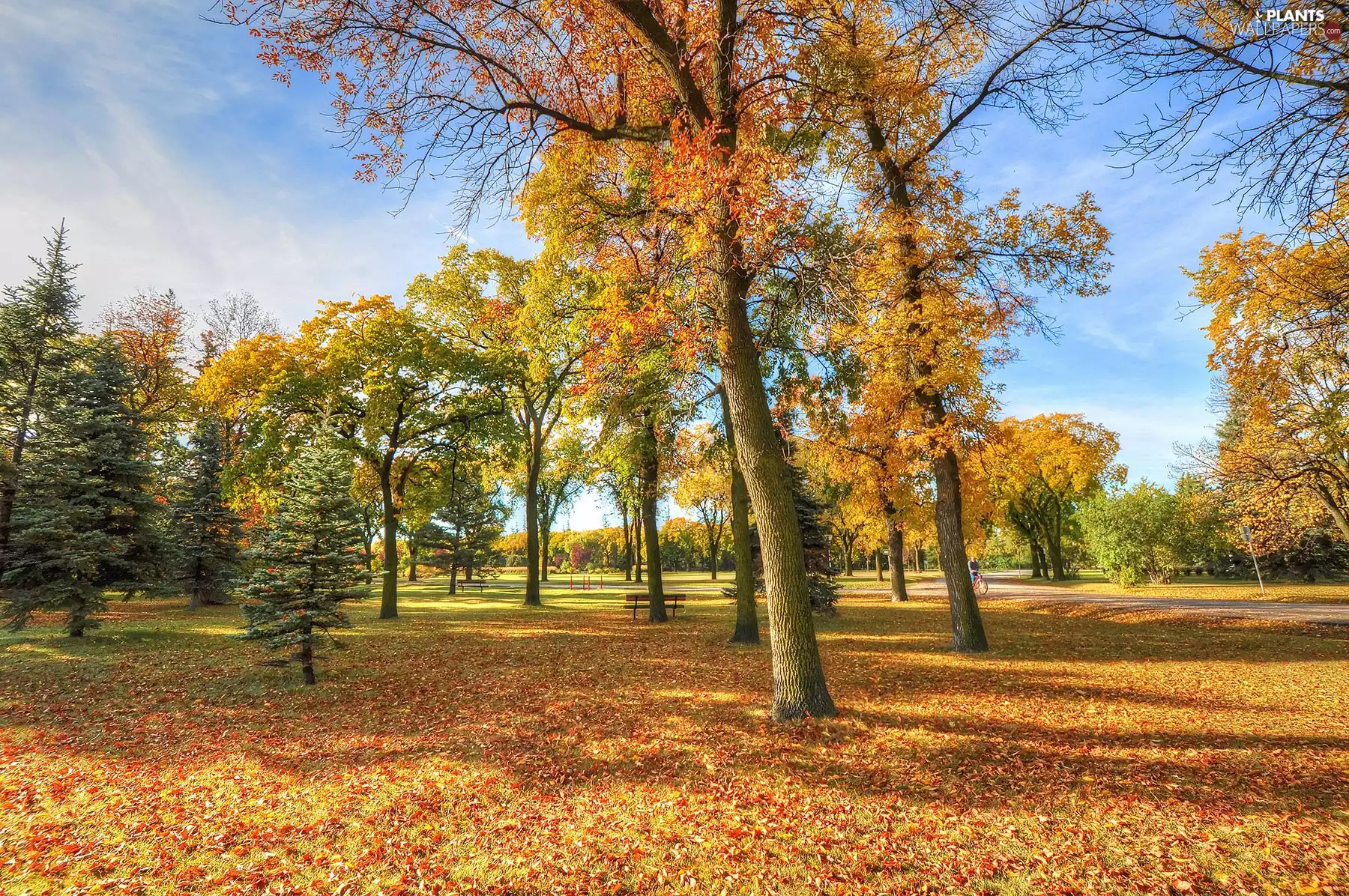 autumn, trees, viewes, Park