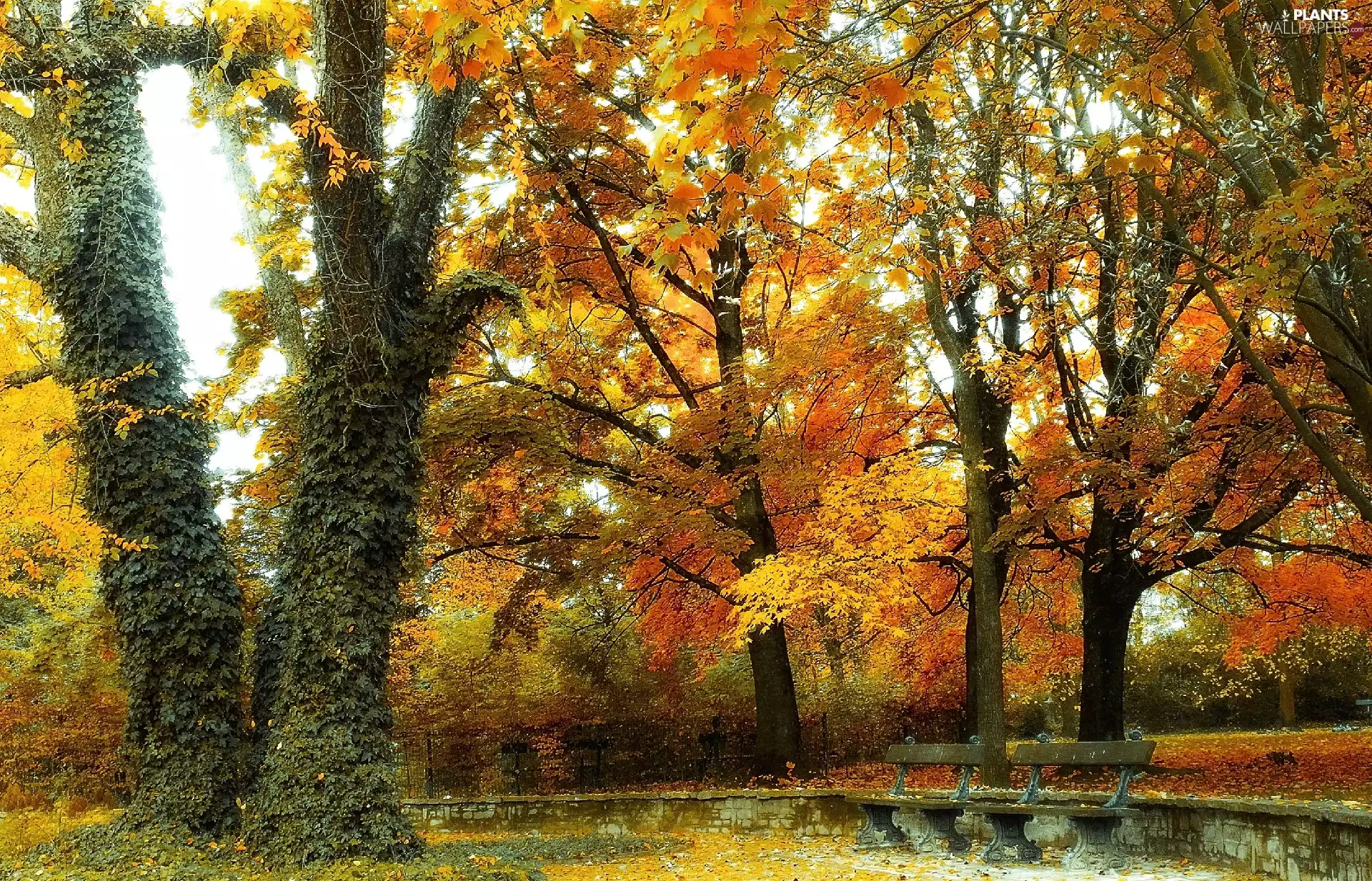 autumn, trees, viewes, Park