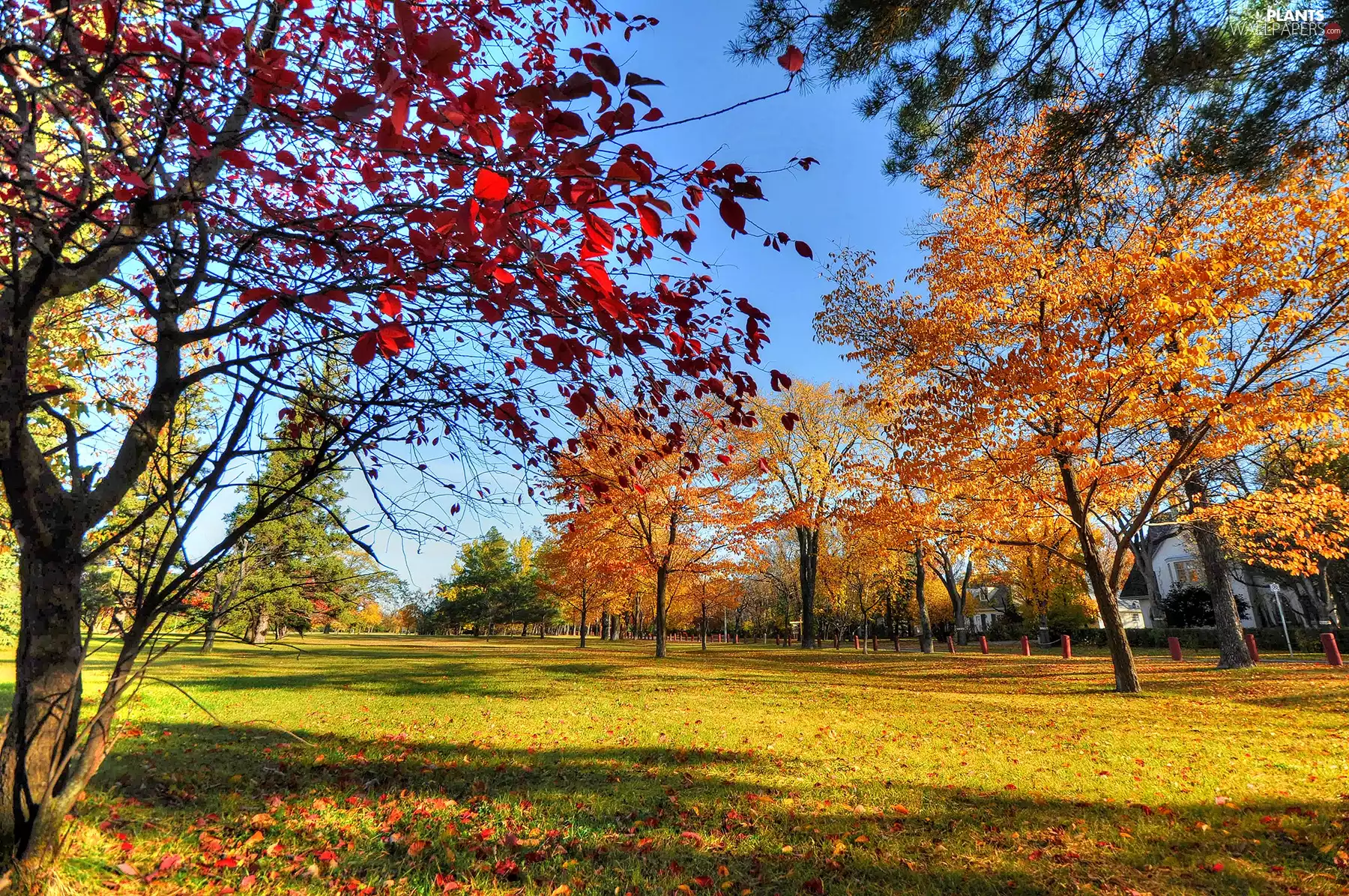 autumn, trees, viewes, Park