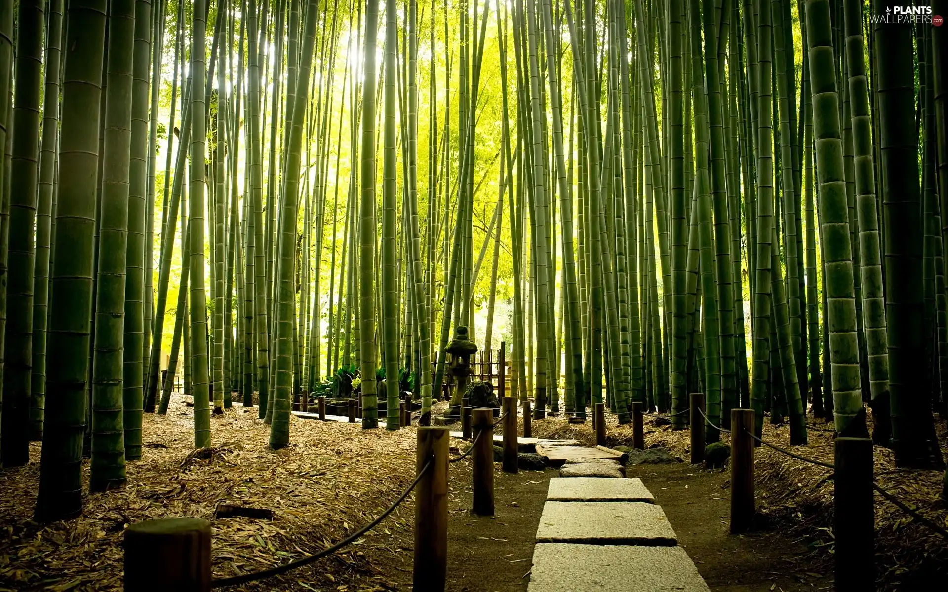 Park, exotic, bamboo