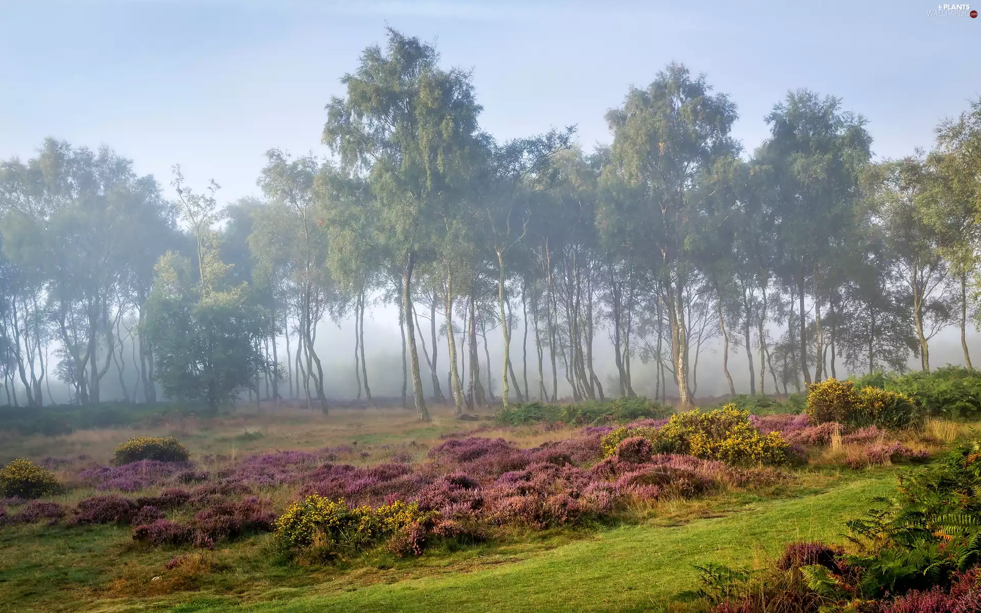 birch, County Derbyshire, Peak District National Park, Fog, trees, England, Stanton Moor Highlands, dawn, heath, viewes