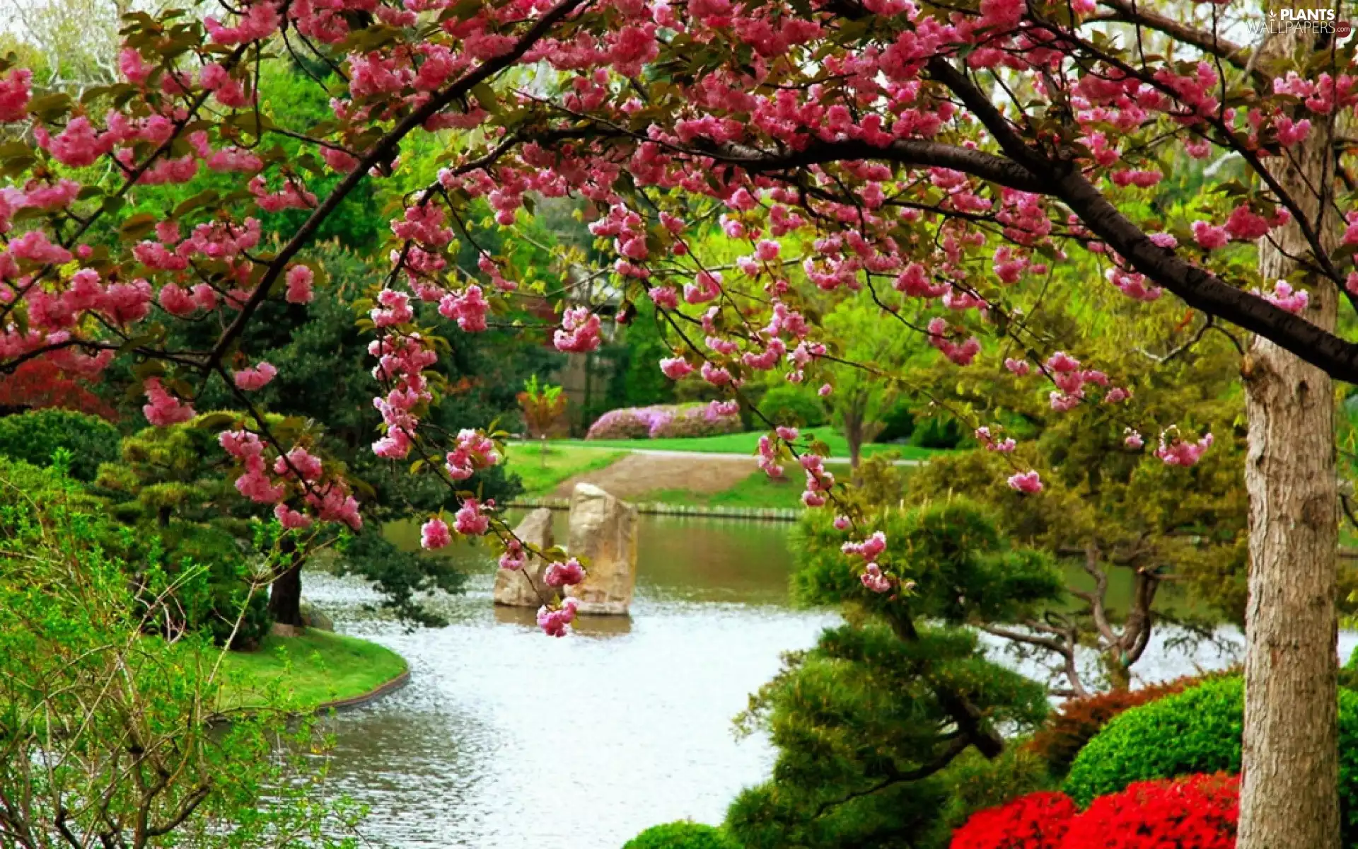 Flower-beds, flourishing, Park, Spring, River, trees